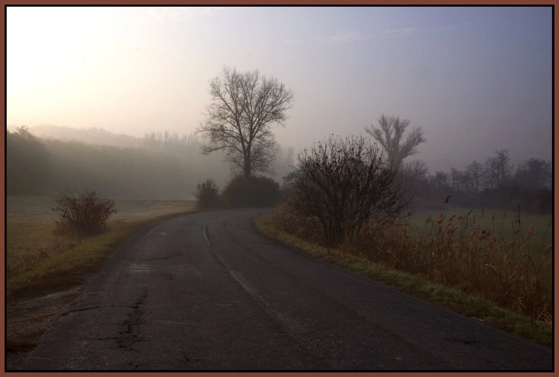 Hungary Trees_Nov 4_2011_5237vel_4x6s.jpg