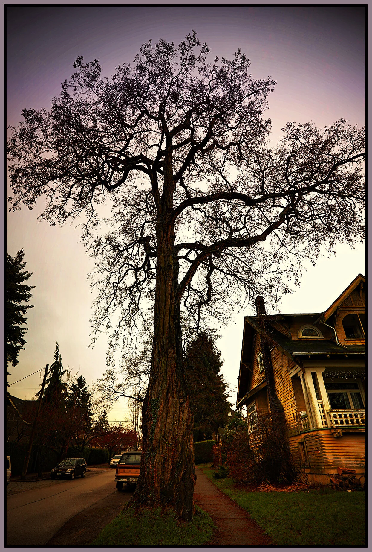 3204 W 2nd Ave Tree_Dec 4_2019_HDR_F7108_peIntnSunst&Ww_4x6s.jpg