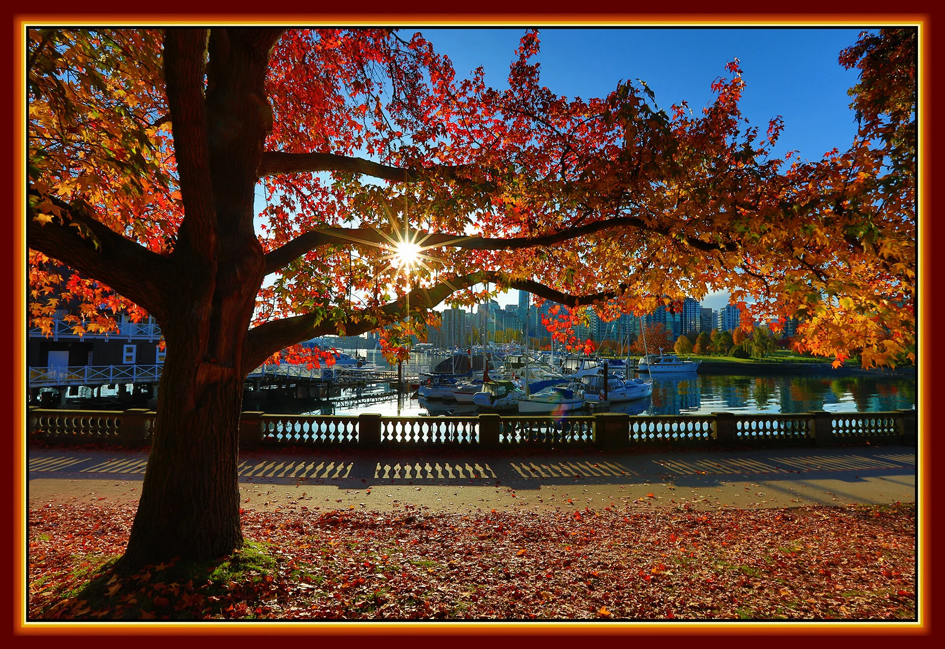 Stanley Park Tree_Oct 28_2019_HDR_F9784_peB&s_4x6s.jpg