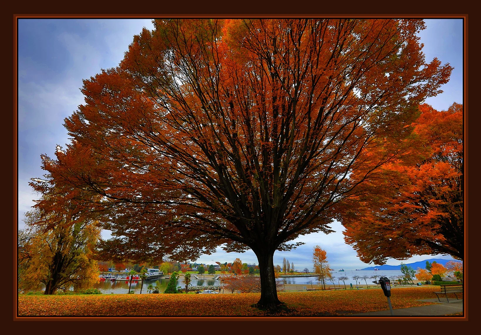 English Bay Fall Trees_Nov 12_2020_HDR_4G4084_peVibr_ExpMrg_4x6s.jpg