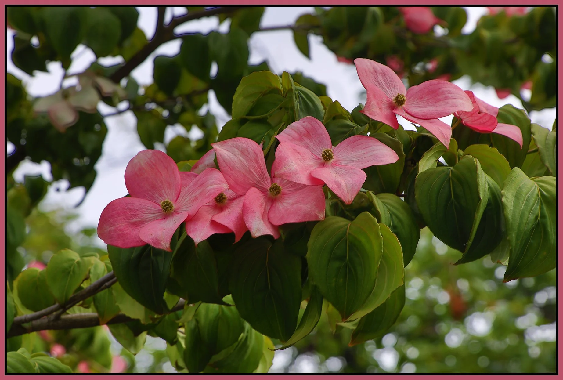 Flowers_Dogwood_ 3 rd Ave New West_Jun 15_2023_HDR_4H7721_4x6s.jpg