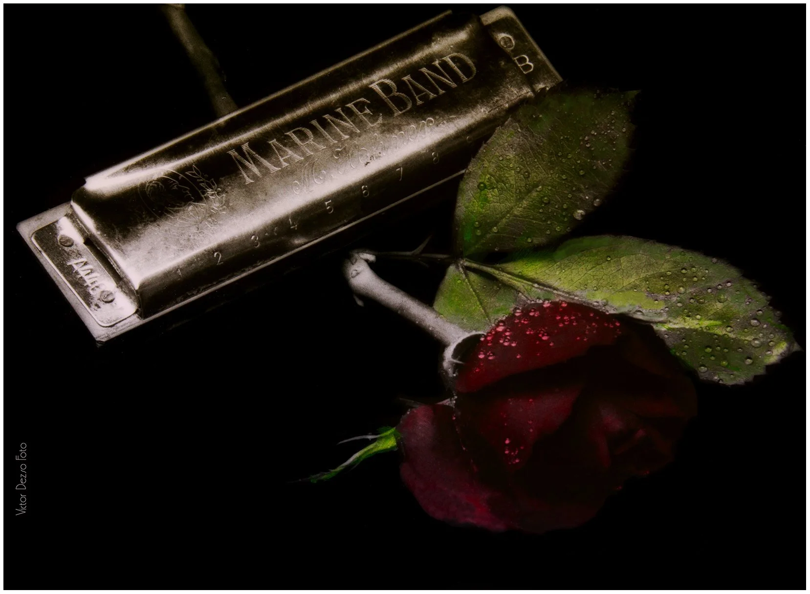 Harmonica & Rose_1816_peEWGT_4x5s.jpg