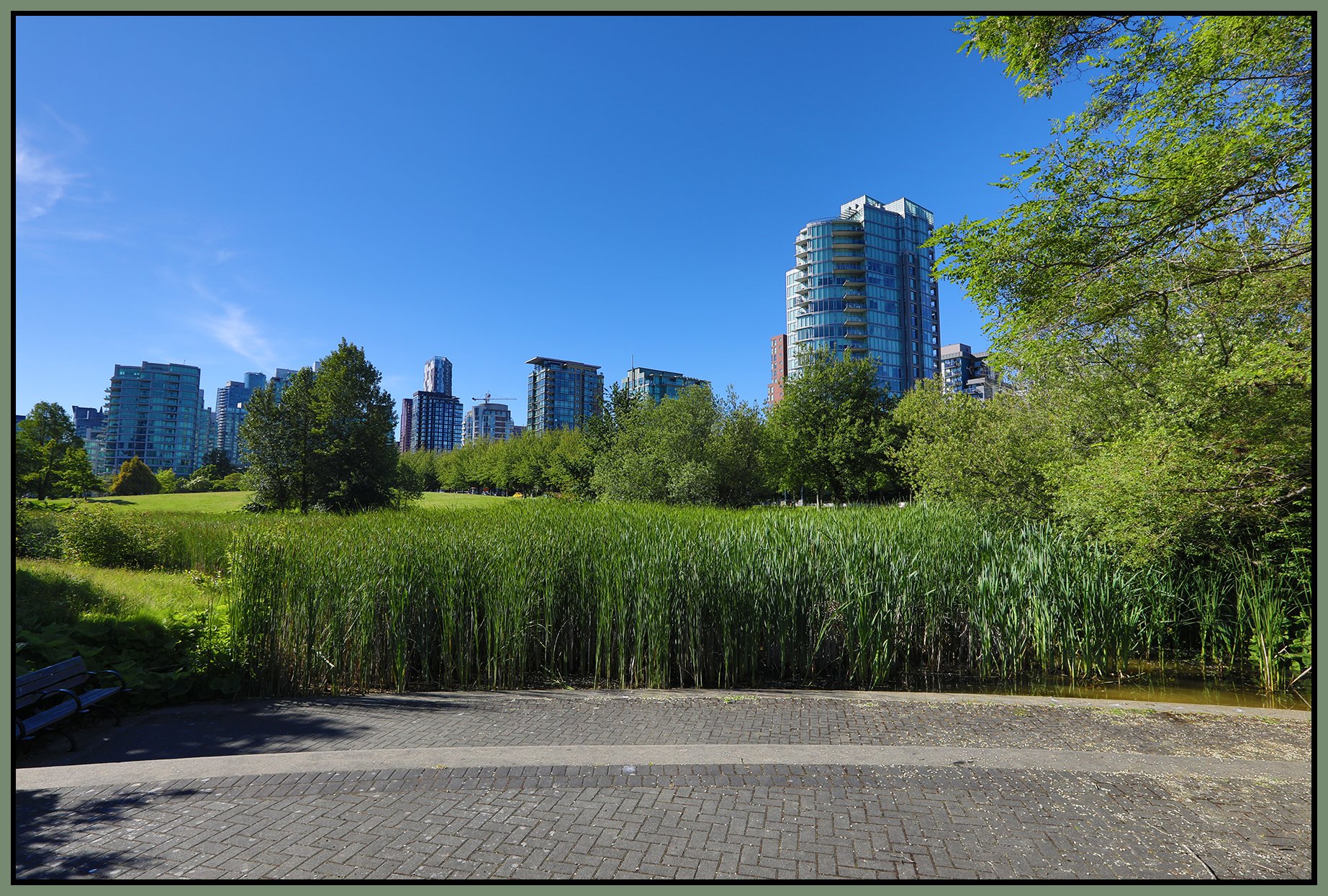 Devonian Pk Bullrushes_Jun 25_2022_HDR_5B8087_4x6s.jpg