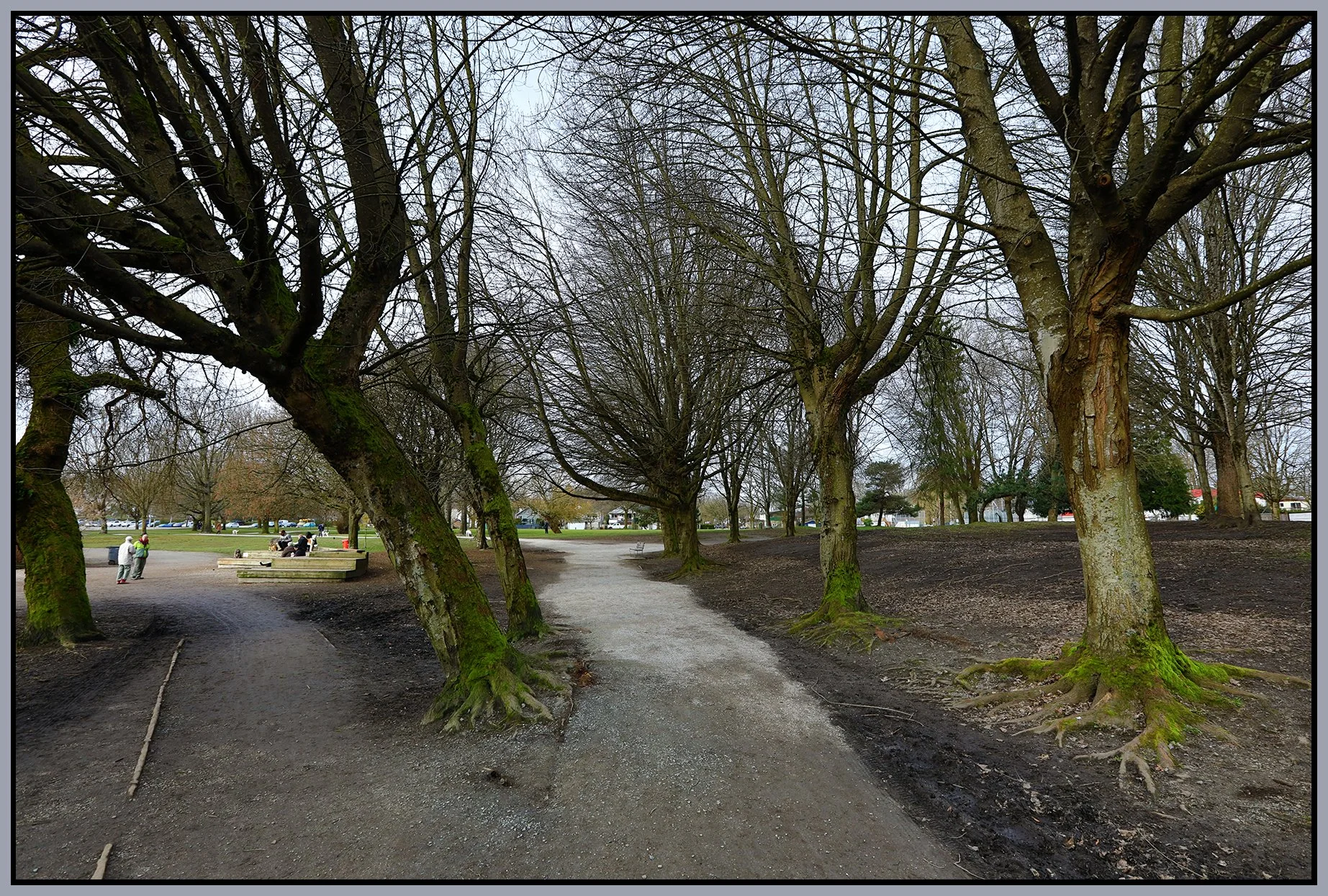 Trout Lake Trees_Mar 4_2021_HDR_5A3530_4x6s.jpg