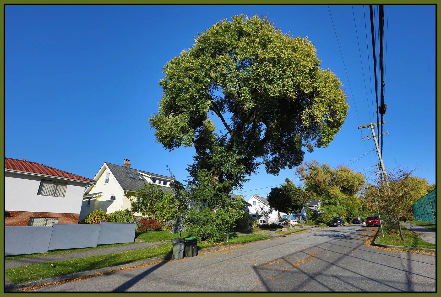 2115 Turner St Tree_Oct 11_2023_HDR_5C7604_4x6s.jpg