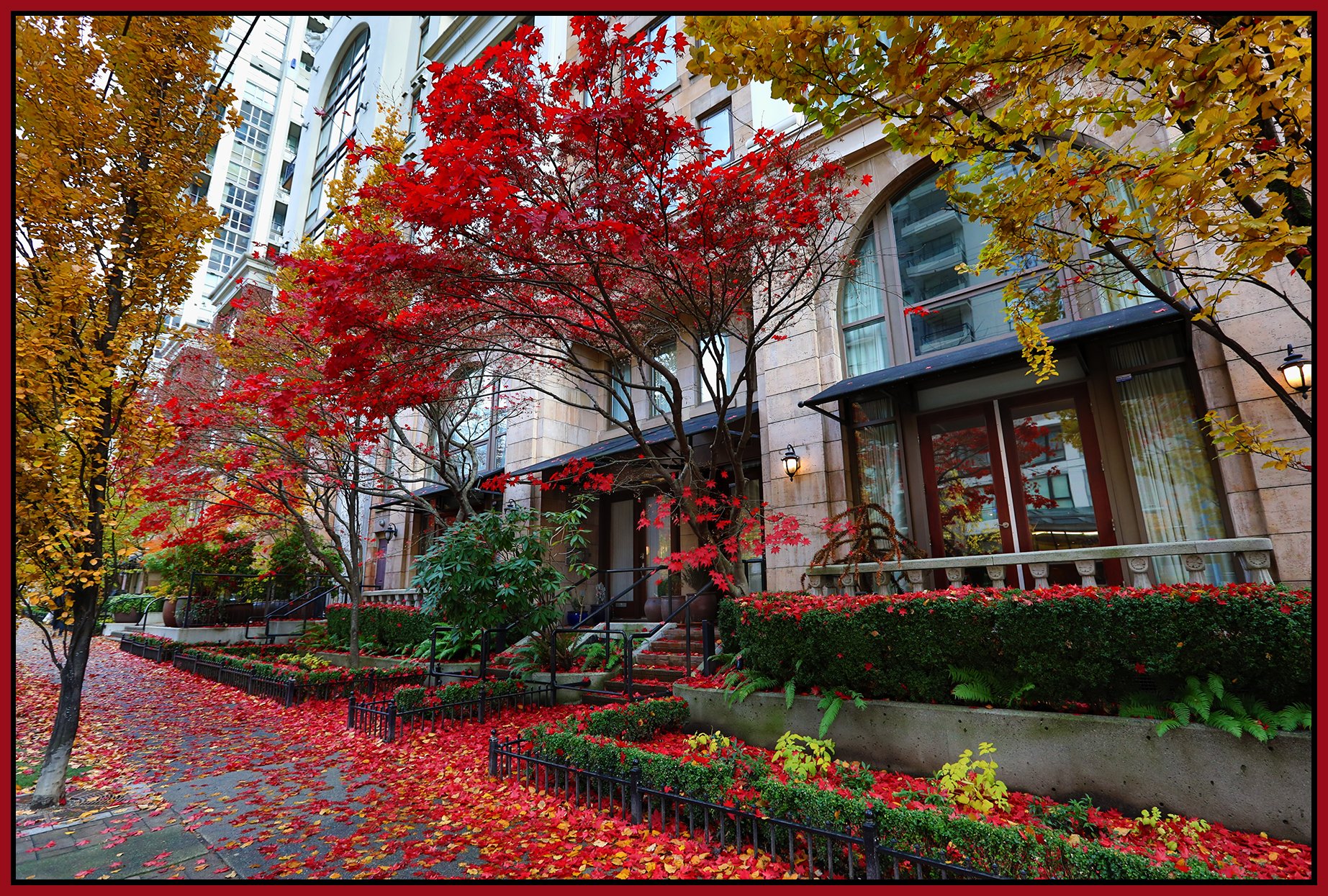 499 Drake St Trees_Nov 25_2022_HDR_5C7983_4x6s.jpg