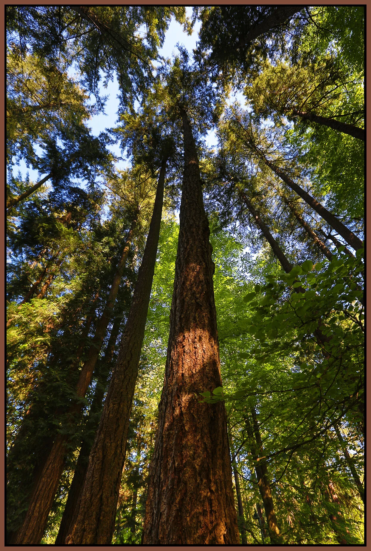 Stanley Pk Trees_May 2_2016_HDR_K0160_4x6s.jpg