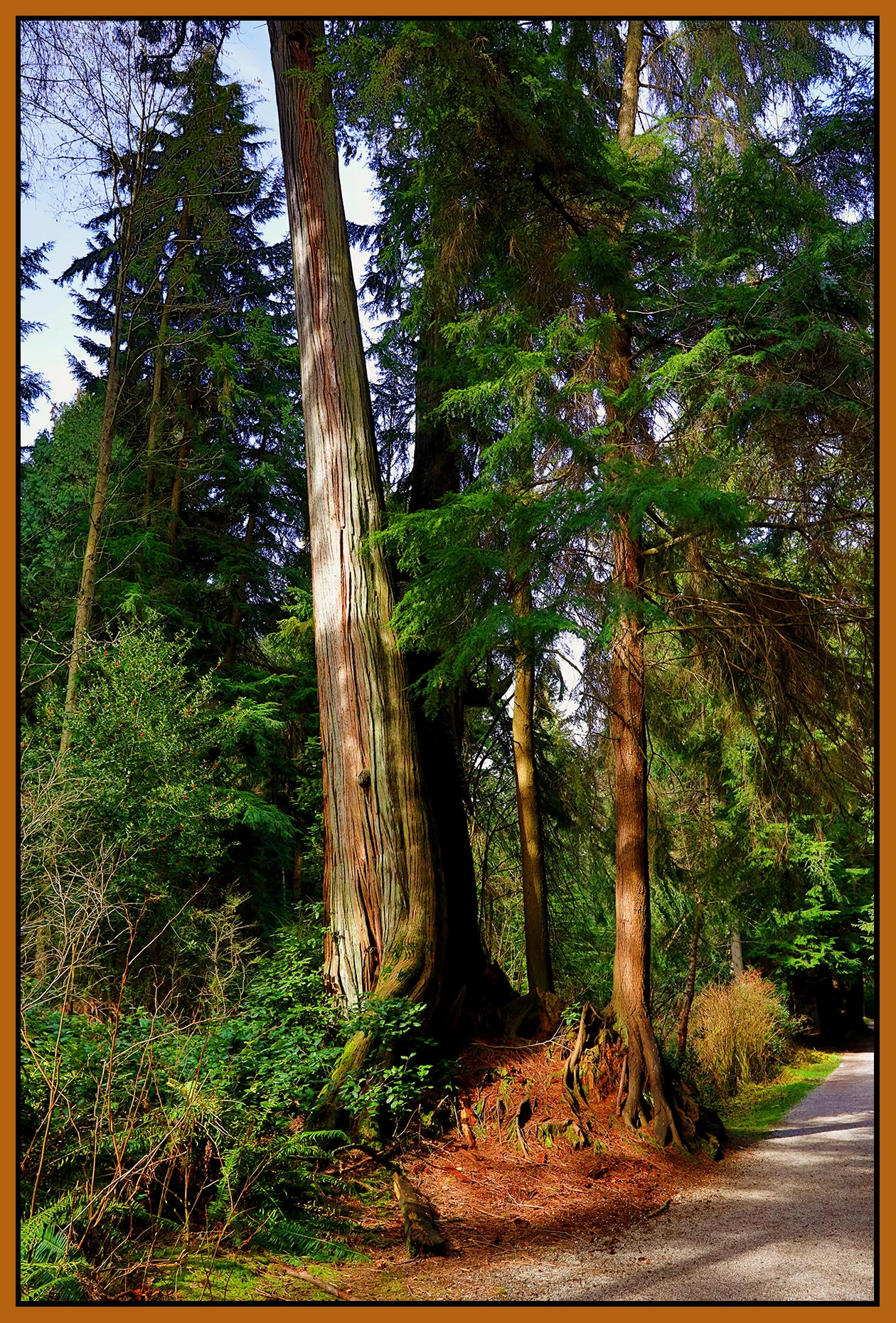 Stanley Park Trees_Mar 12_2021_HDR_5A4595_peNatBII_4x6s.jpg
