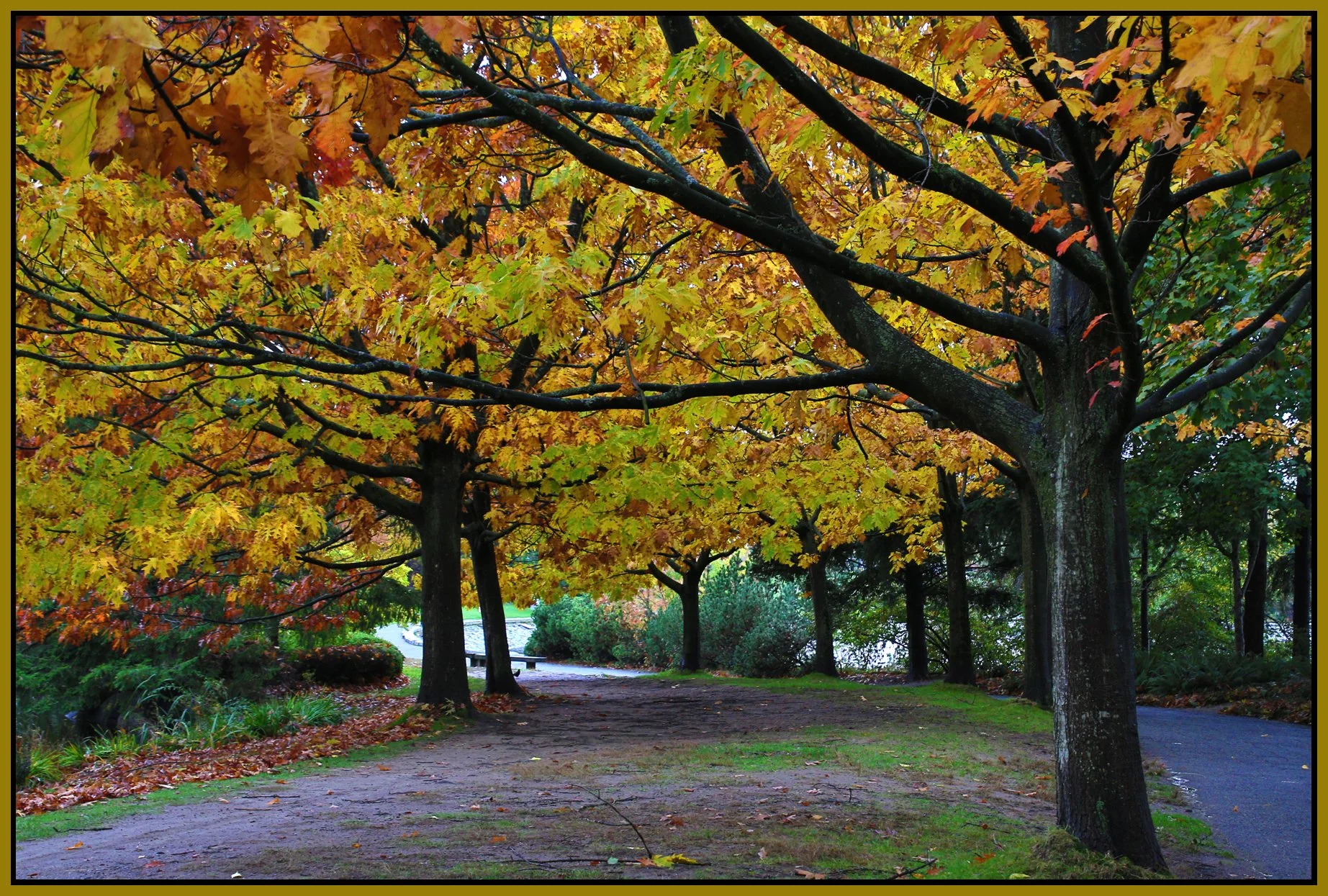 Charleson Pk Trees_Oct 20_2016_HDR_L1610_4x6s.jpg