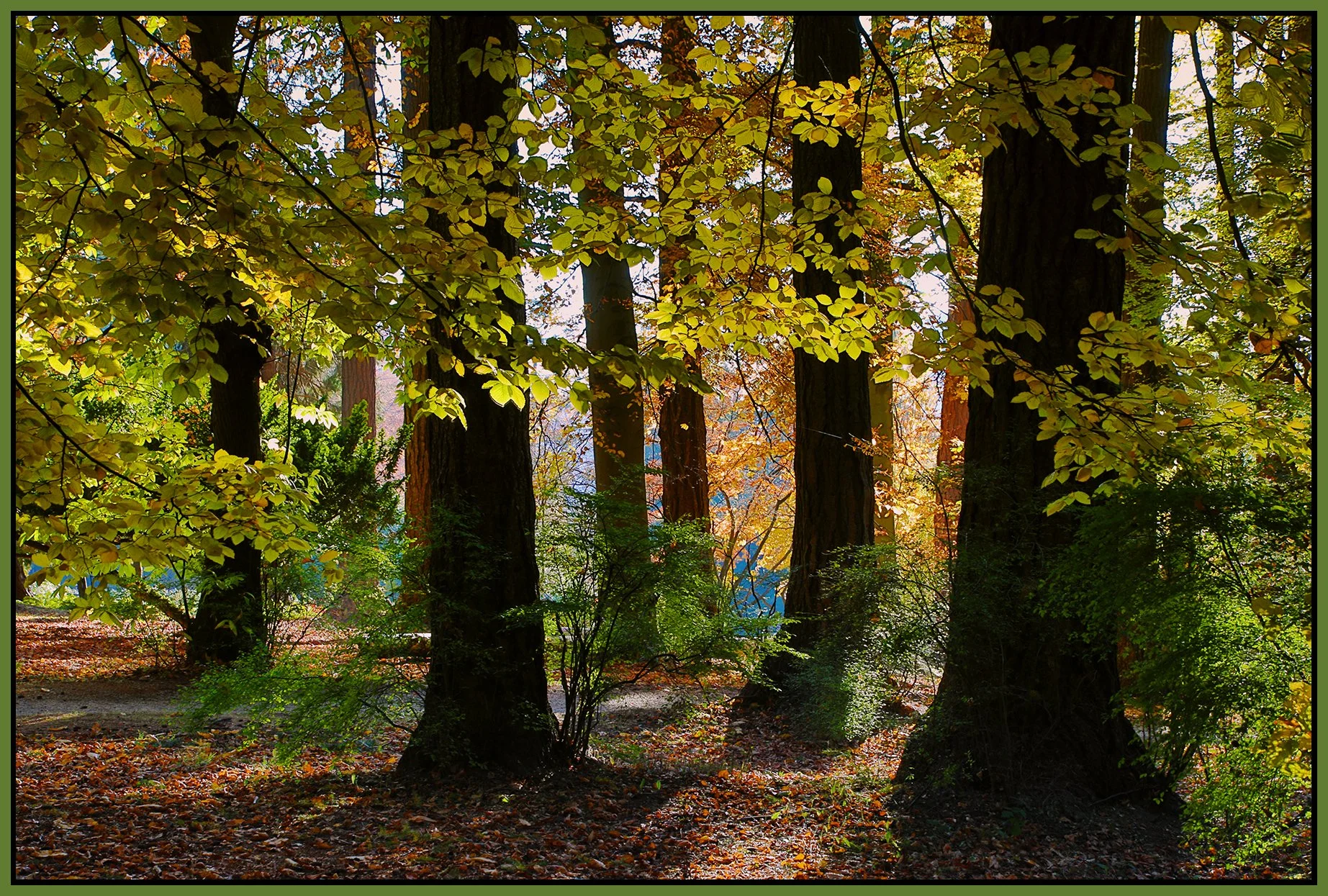 Stanley Park Trees_Nov 18_2022_HDR_4H4730_peEwgt_4x6s.jpg