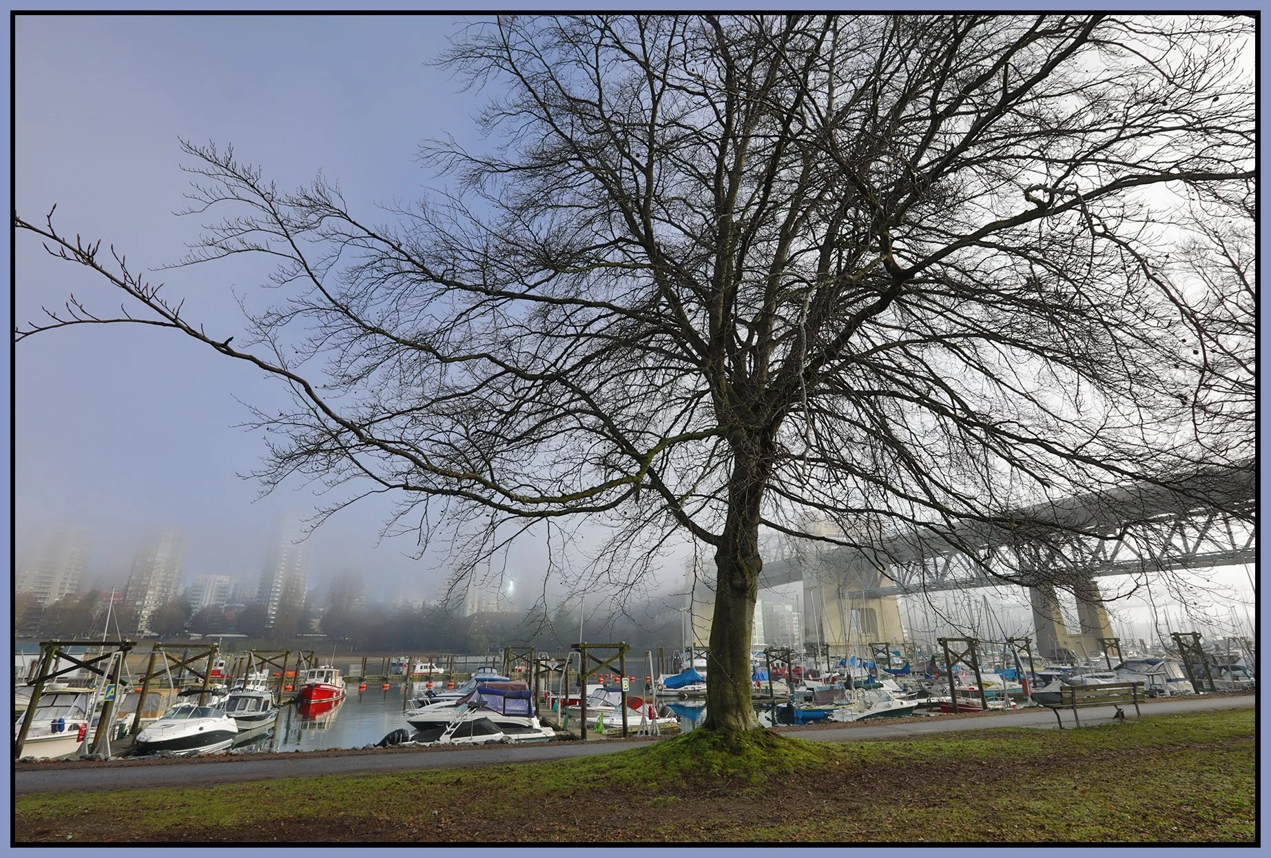 Tree in Vanier Park in Fog_Jan 21_2026_HDR_4K7410_4x6s.jpg