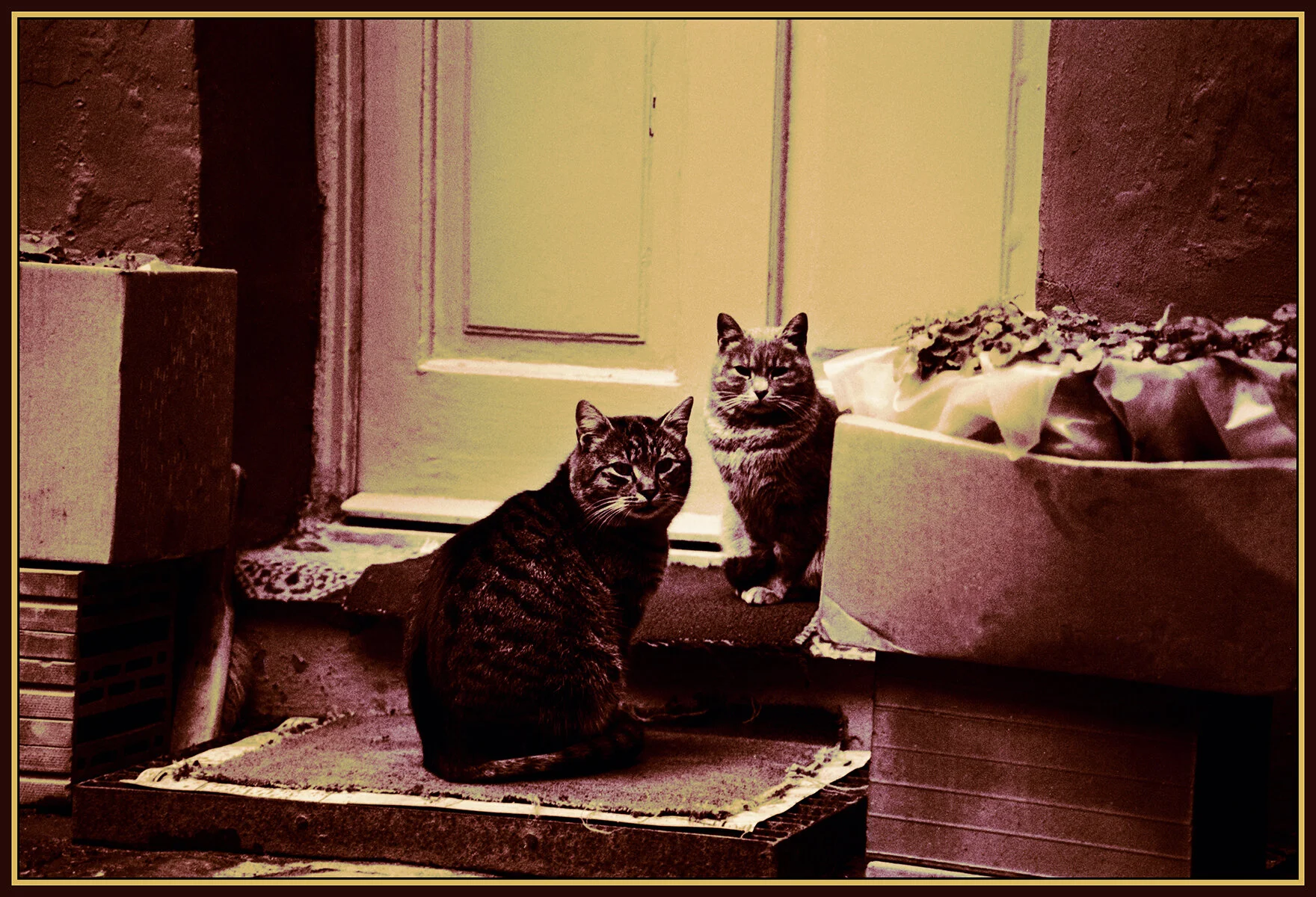 Budapest Cats_#9_1_4x6s.jpg