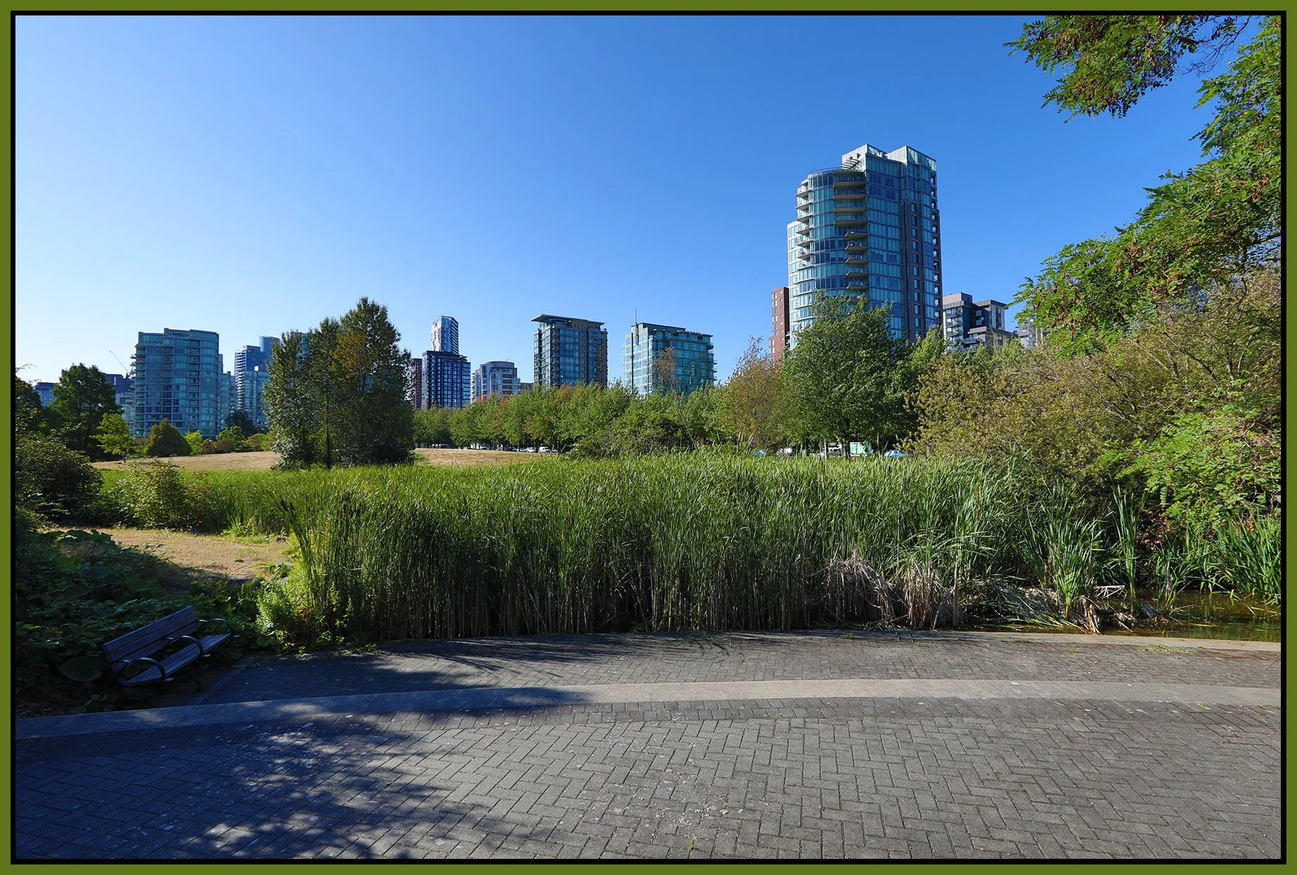 Devonian Pk Bullrushes_Jul 31_2023_HDR_5C3355_4x6s.jpg