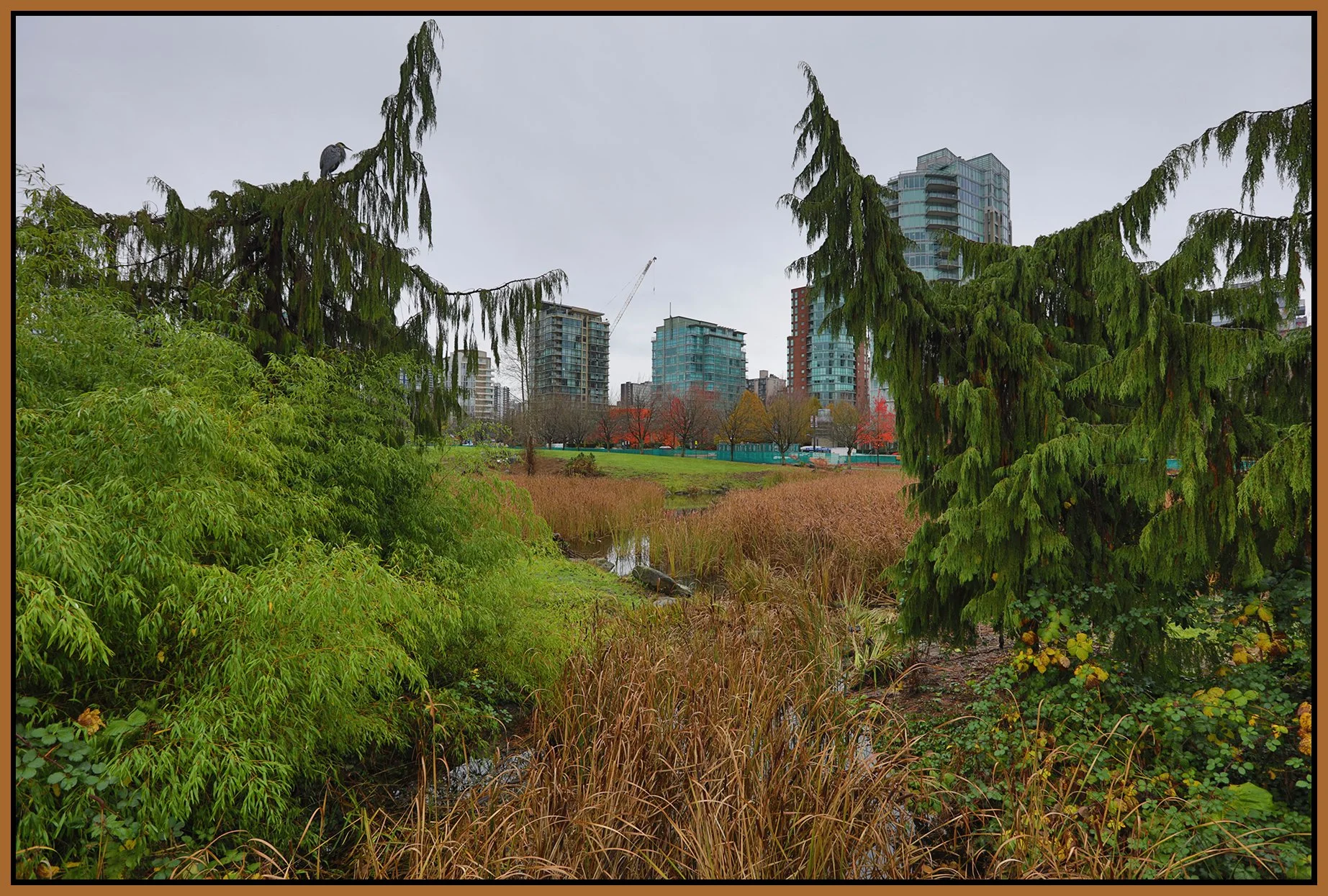 Devonian Park Bullrushes_Nov 15_2025_HDR_4K5279_4x6s.jpg