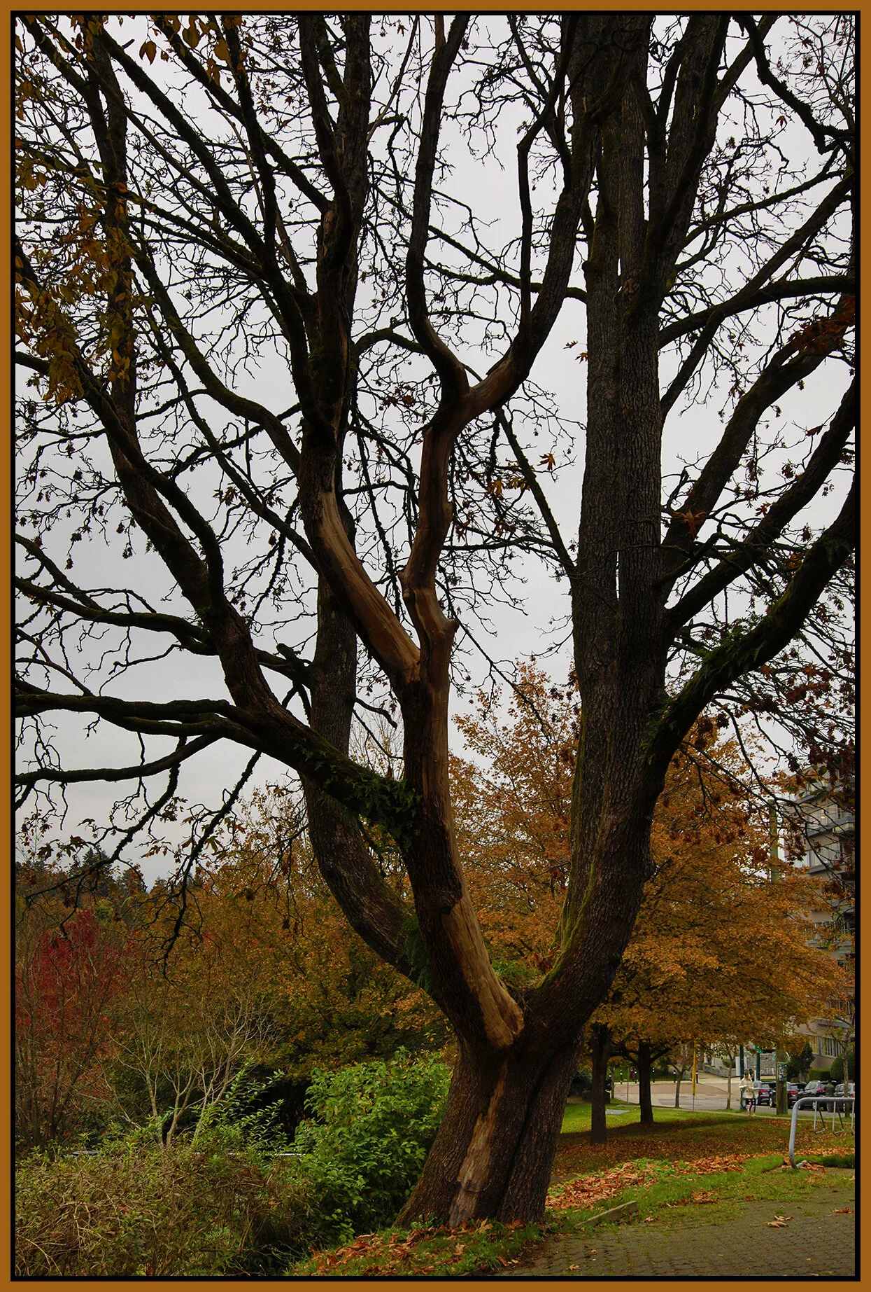 Stanley Pk Tree_Oct 28_2020_HDR_4G0592_4x6s.jpg