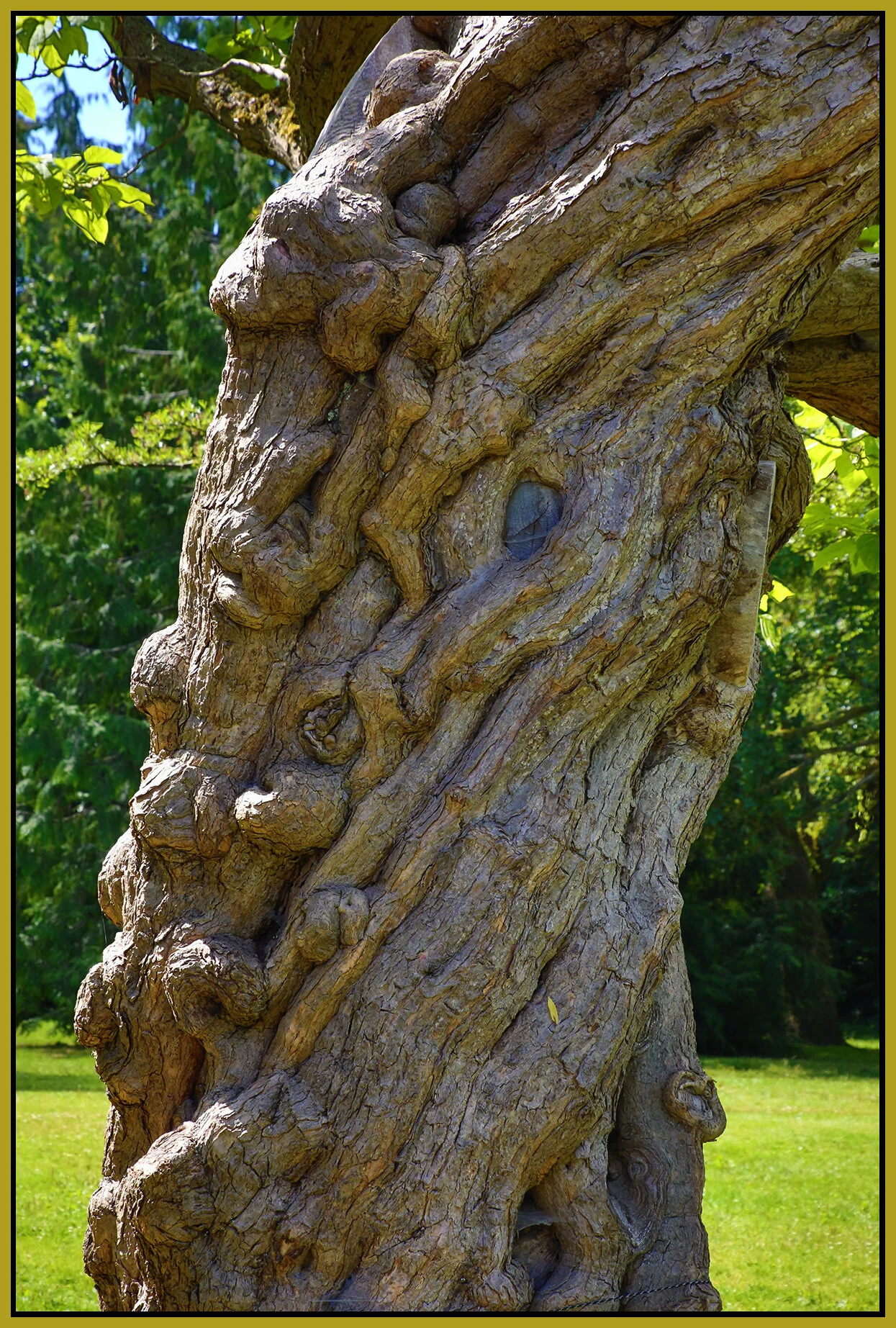 Jericho Pk Tree Trunck_Jul 17_2020_HDR_3B8945_4x6s.jpg
