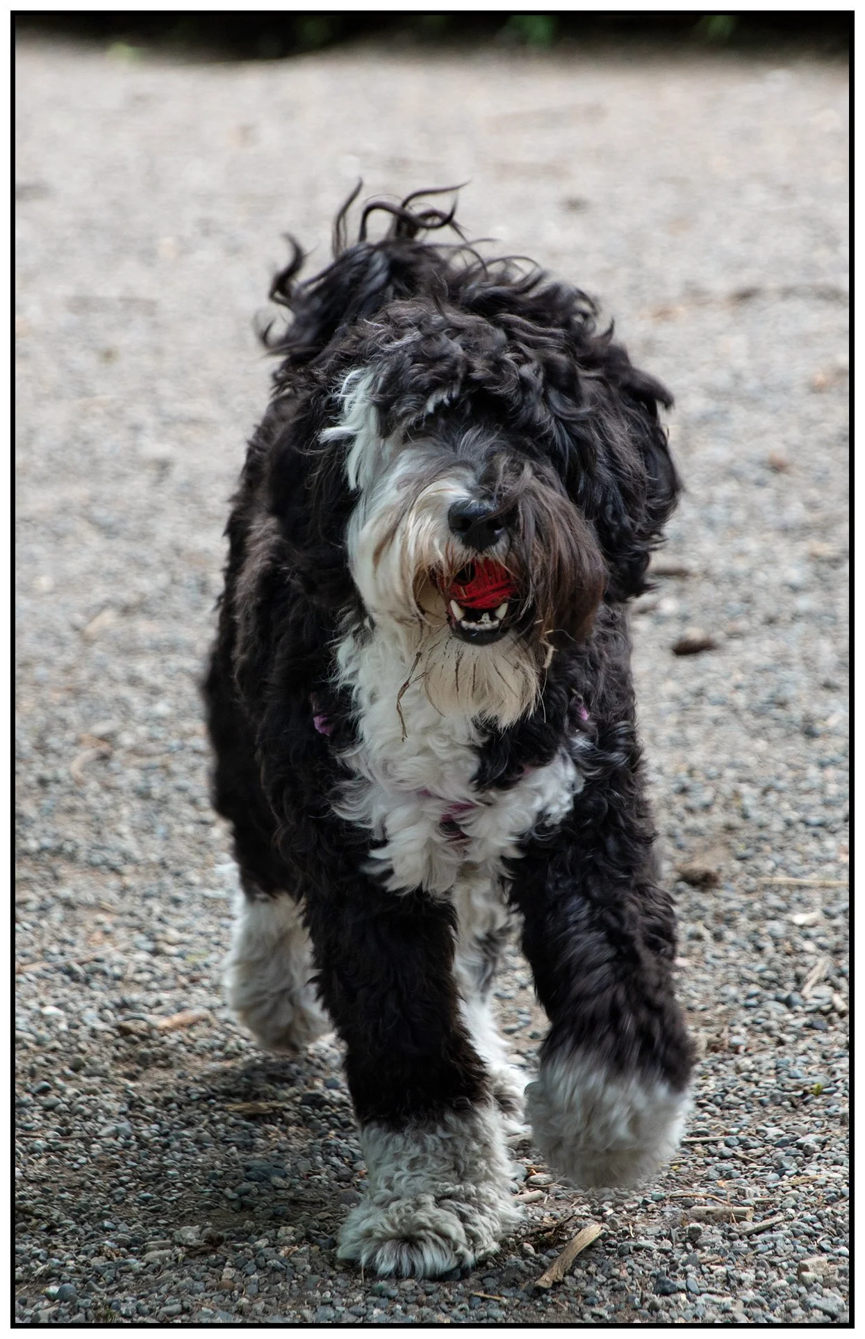 Murphy at Queen's Dog Park_May 18_2023_4H7314_peAutoBr_4x6s.jpg