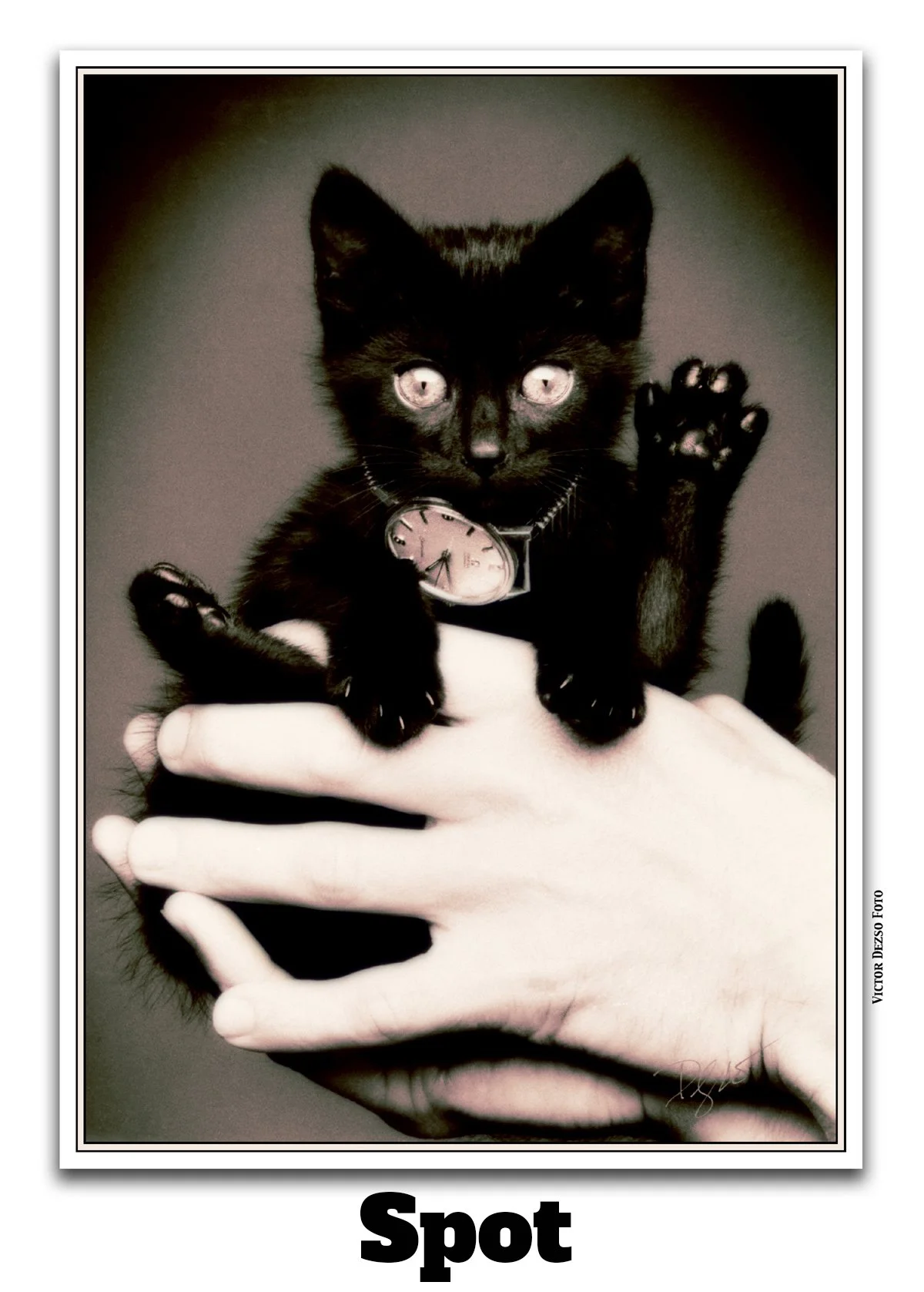 Spot_3_4x6ss.jpg
