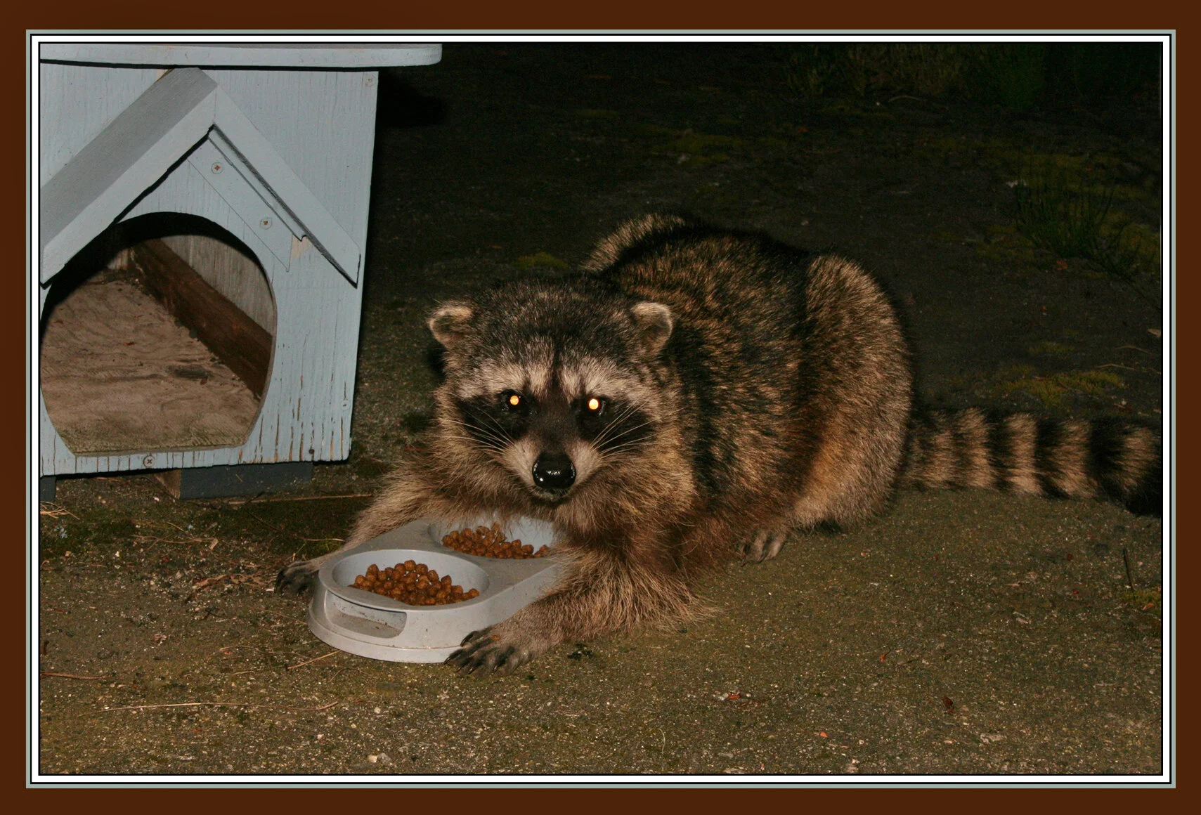 Racoon_8904_4x6s.jpg
