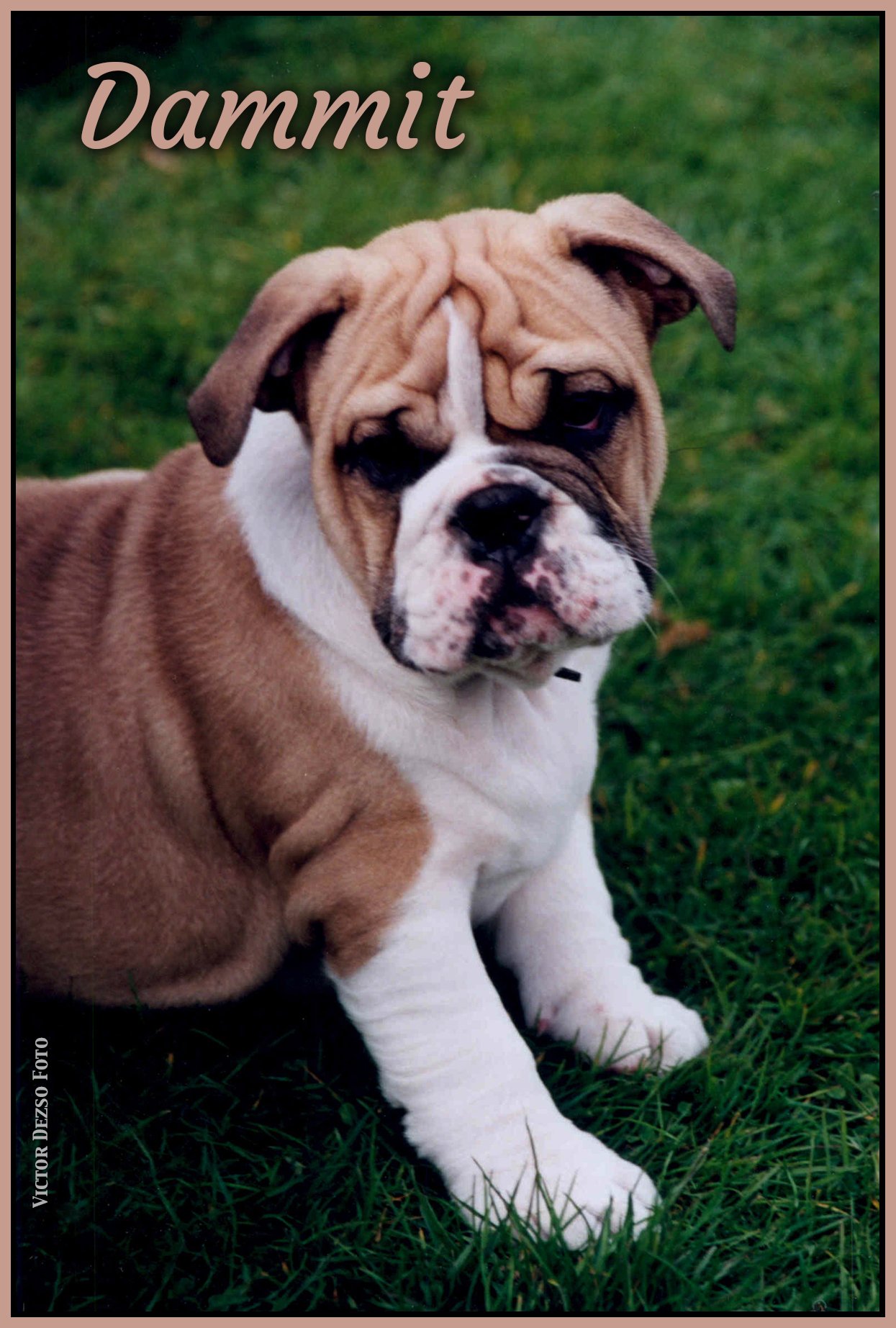 Damn It_Dog_4x6ss.jpg