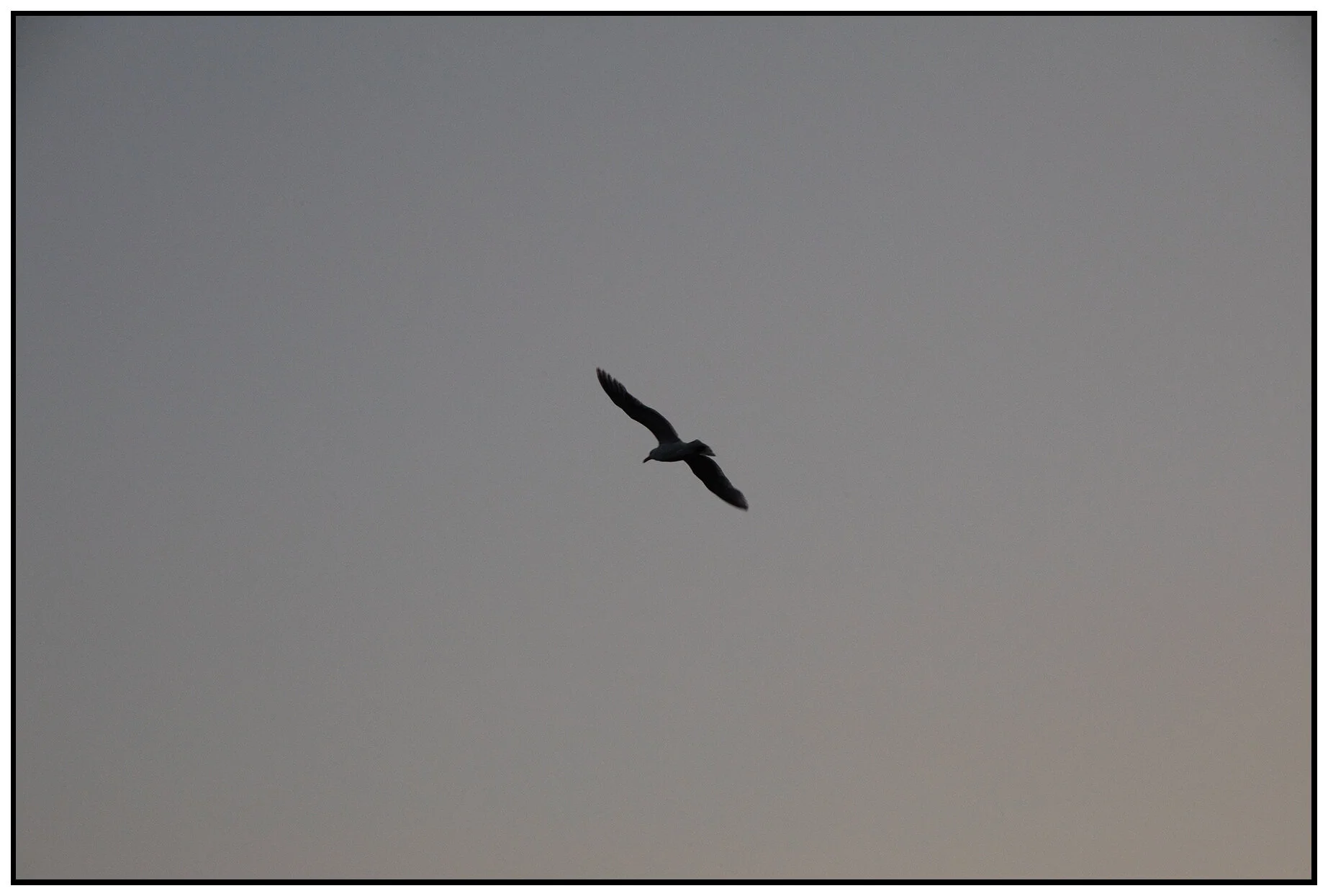 Seagull_Jul 7_2021_HDR_4G0277_4x6s.jpg