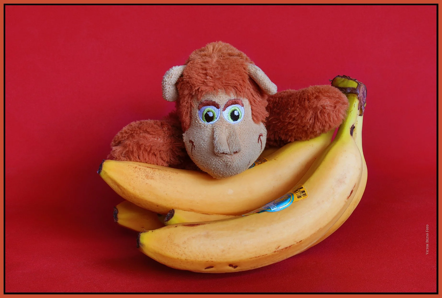 Monkey_Feb 16_2025_HDR_4J5671_4x6s.jpg