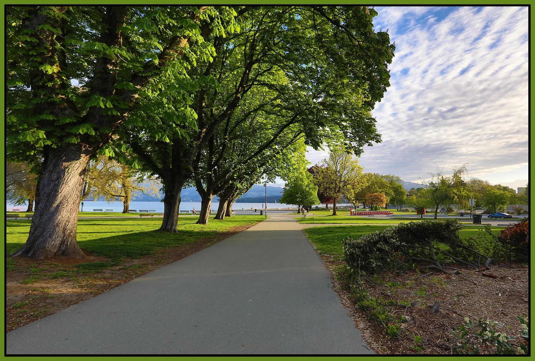 Kits Beach Trees_May 8_2024_HDR_4H8142_4x6s.jpg