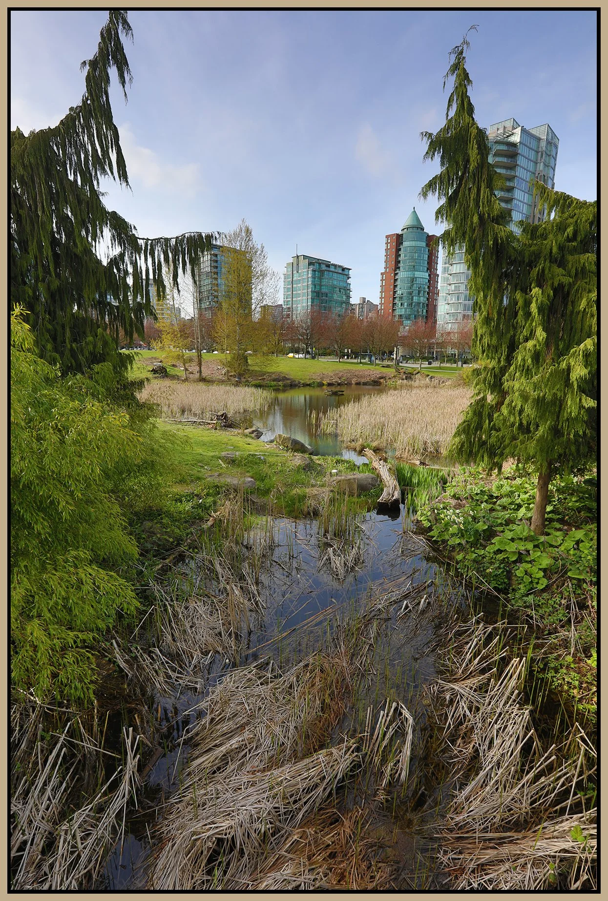 Devonian Pk Bullrushes_Apr 25_2023_HDR_5D7666_4x6s.jpg