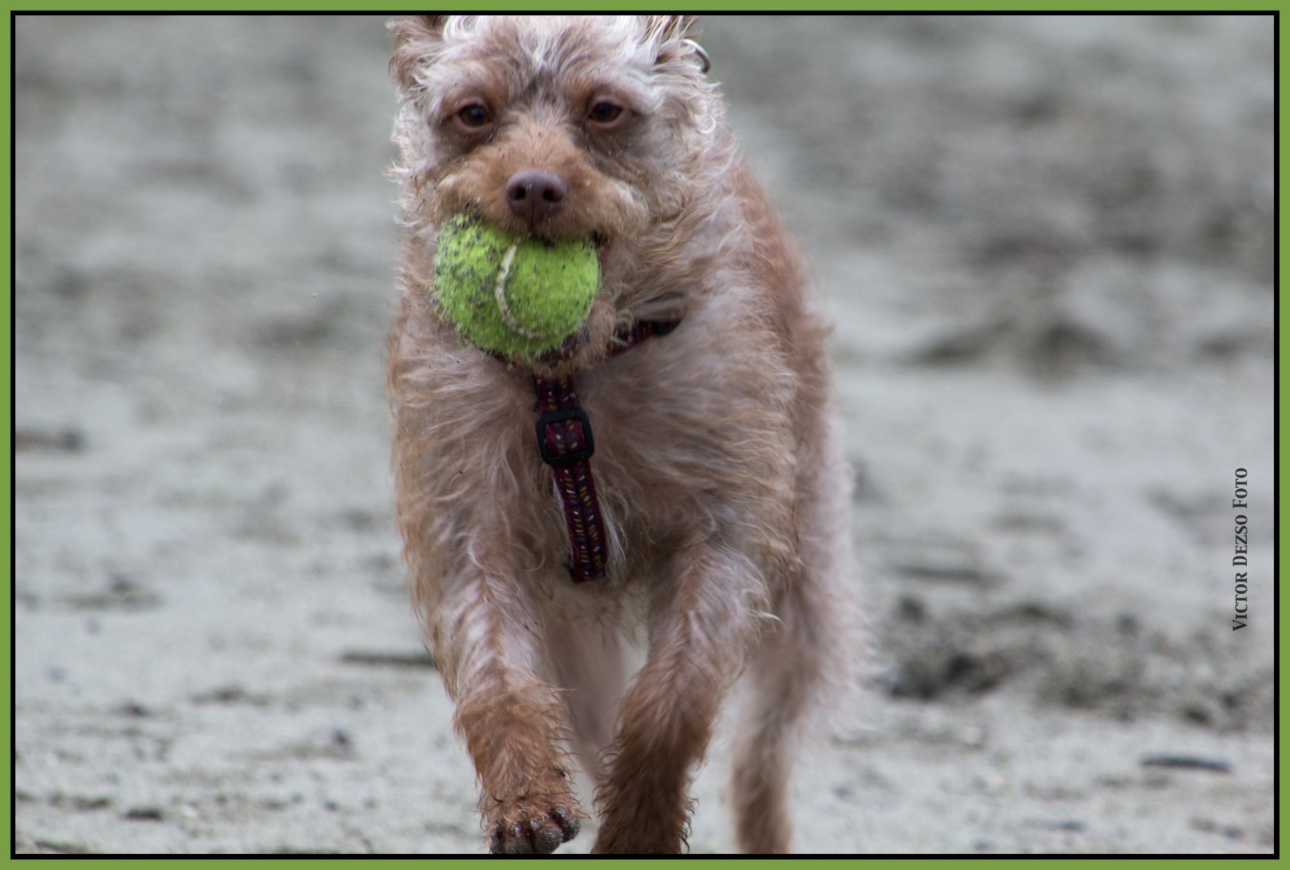 Frances at Spanish Banks_Mar 2_2016_8188_4x6ss.jpg