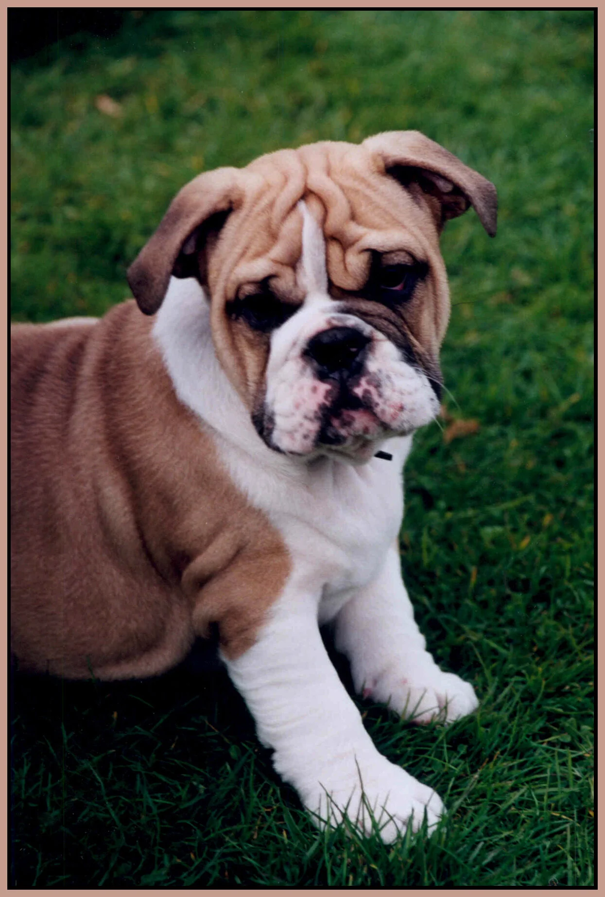 Damn It_Dog_4x6s.jpg