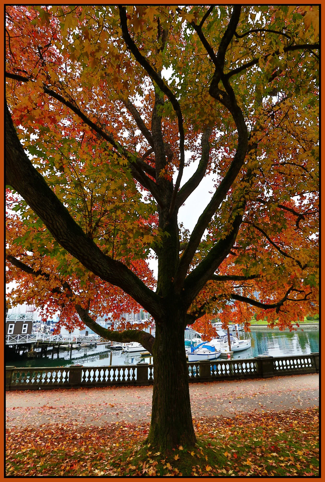 StanleyPk Tree_Oct 20_2013_HDR_D8462_4x6s.jpg