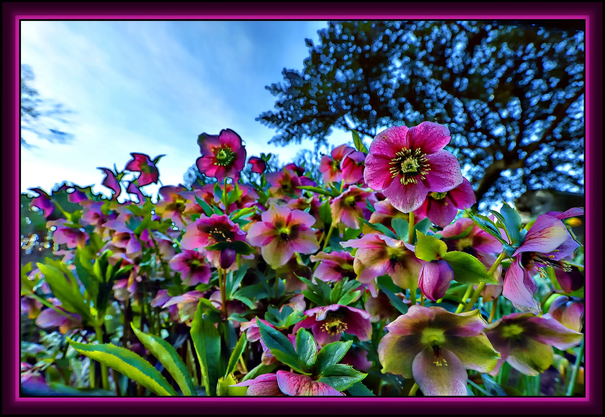 Flowers_Mar 19_2020_HDR_F2163_peAcnt-lite_4x6s.jpg