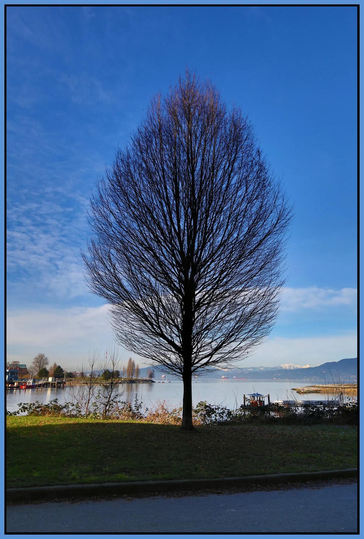 Eng Bay Tree_Jan 17_2013_HDR_C2707_4x6s.jpg