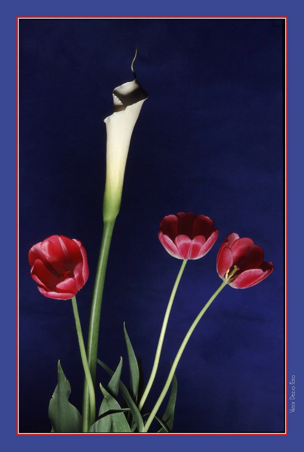 Tulips & Lilly_4x6.jpg