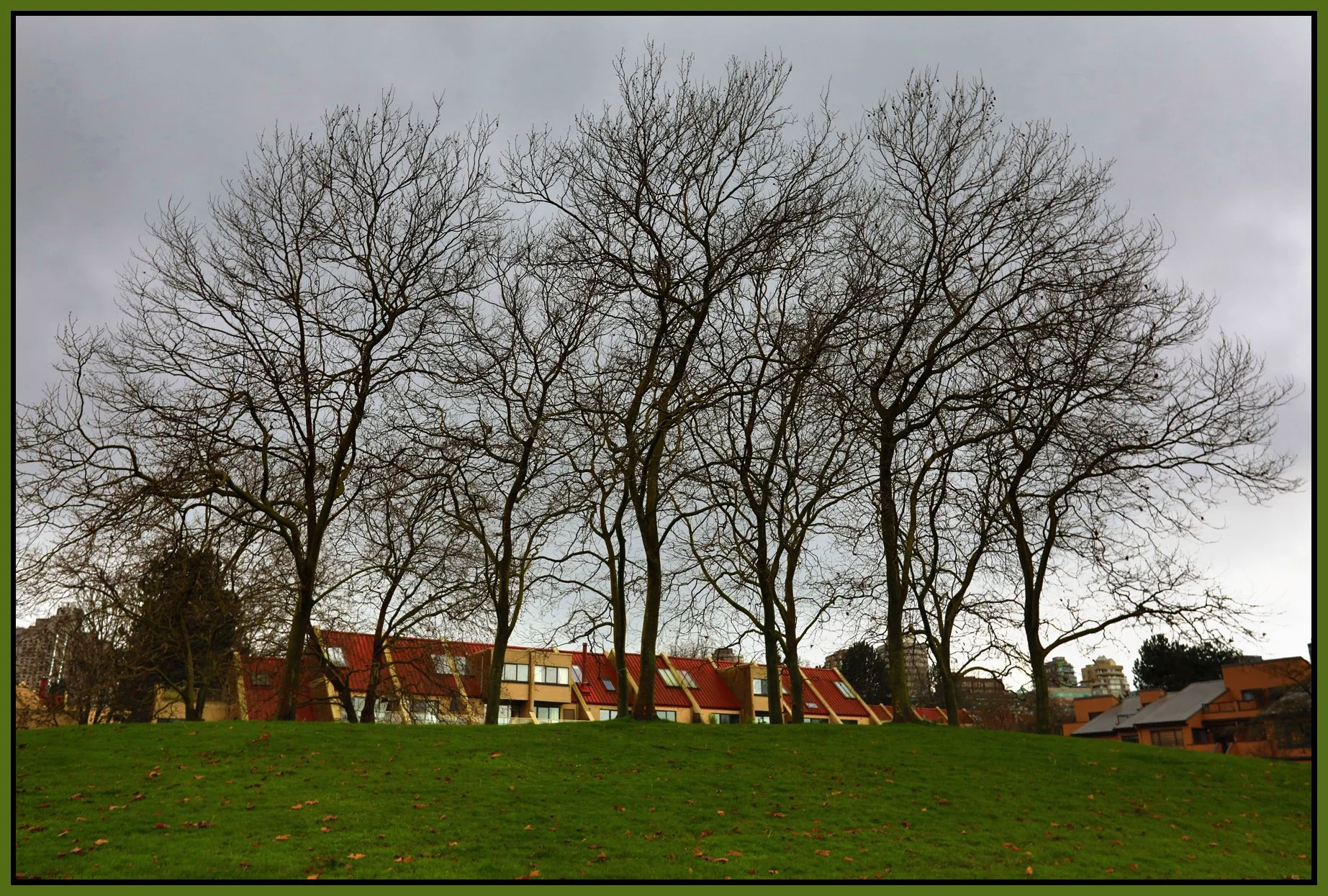 Charleson Pk Trees_Nov 23_2016_HDR_A9754_4x6s.jpg