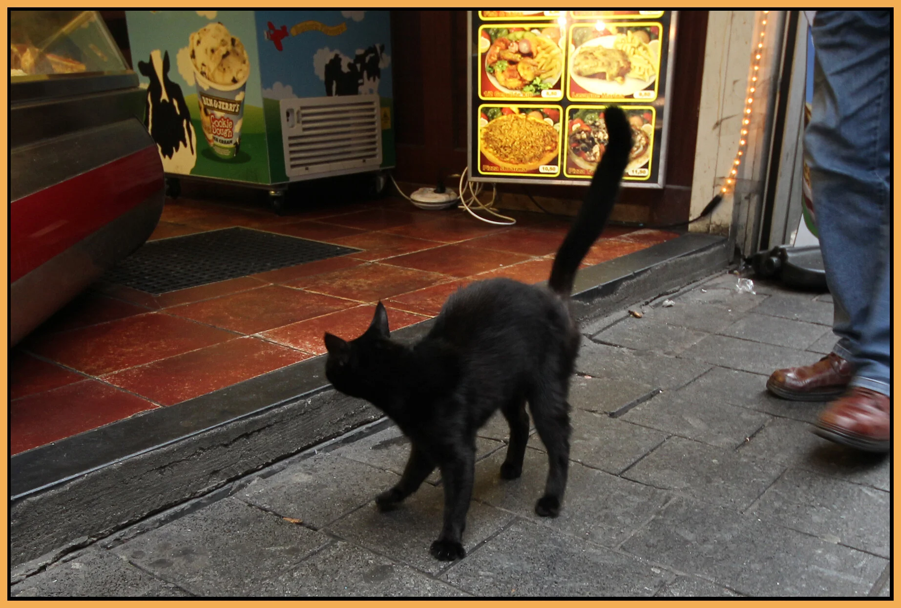 Amsterdam Cat_Nov 8_2011_1760_4x6s.jpg