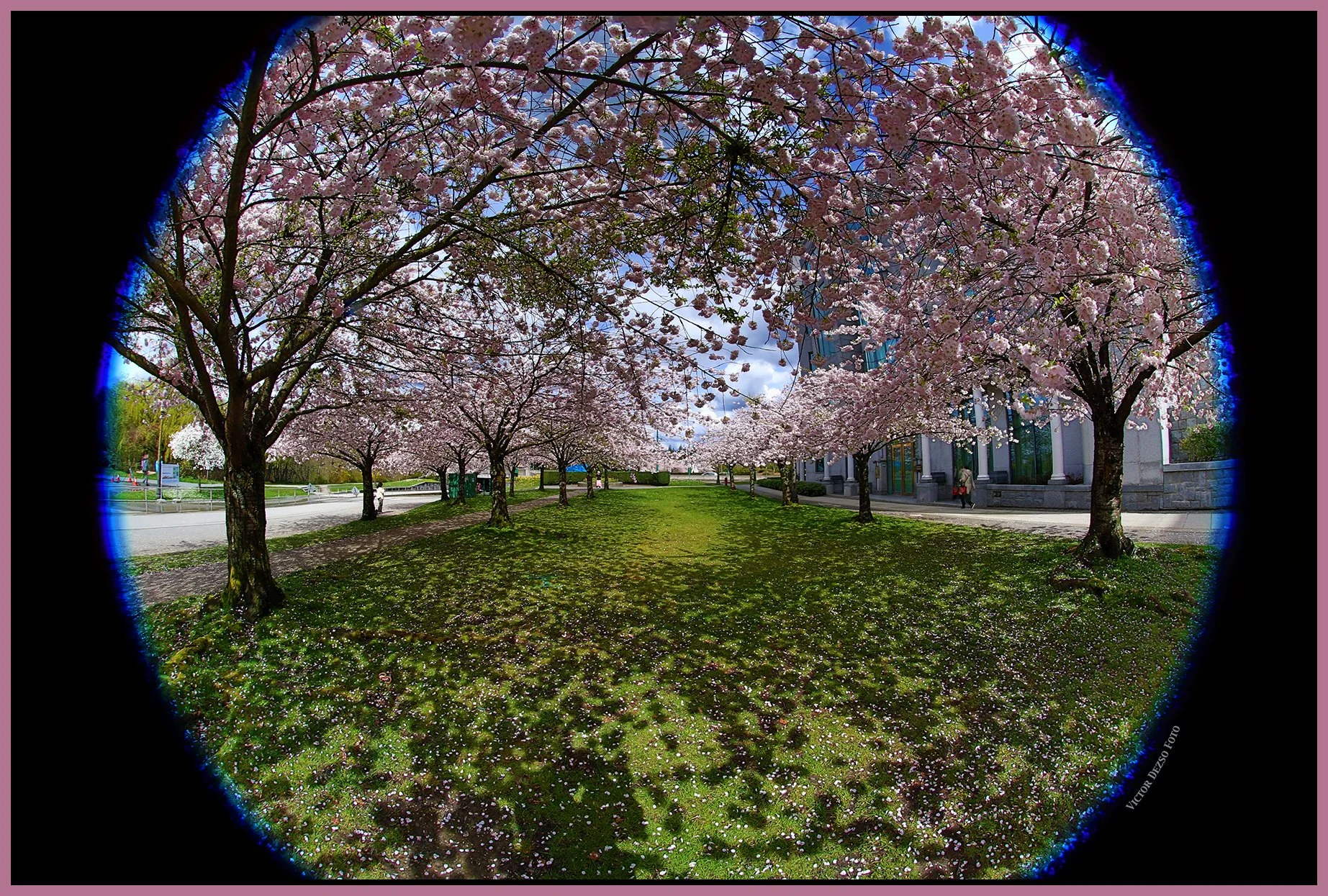 Stanley Park Blossoms_Apr 9_2025_HDR_B0050_4x6s.jpg
