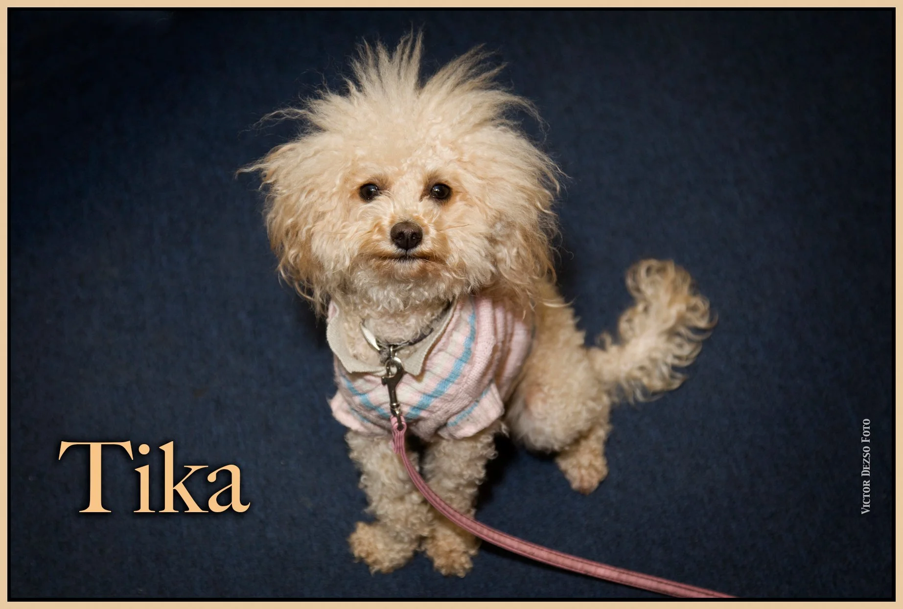 Tika_Jun 22_2009_1454_4x6ss.jpg