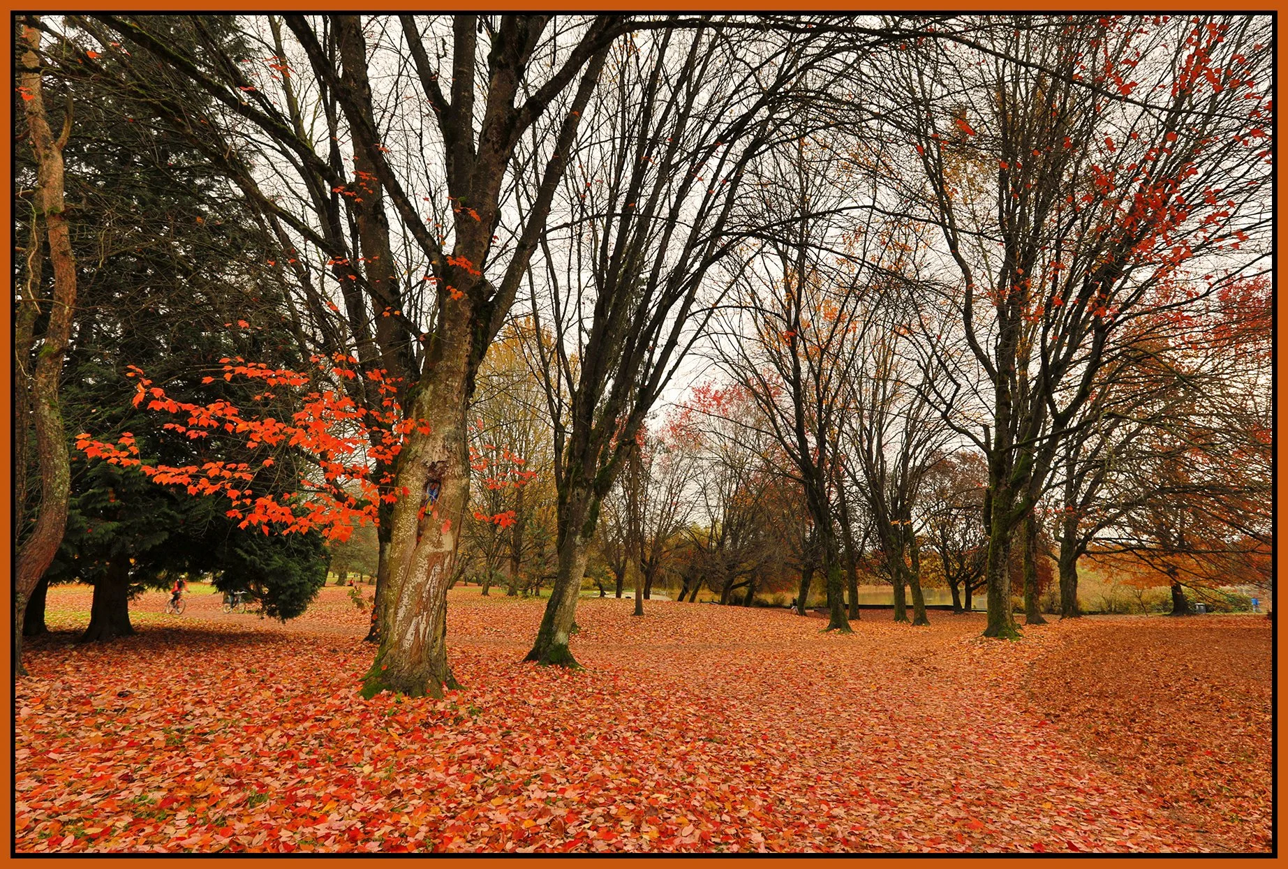 Trout Lake Trees_Nov 12_2025_HDR_4K5155_peHyperstrip_4x6s.jpg