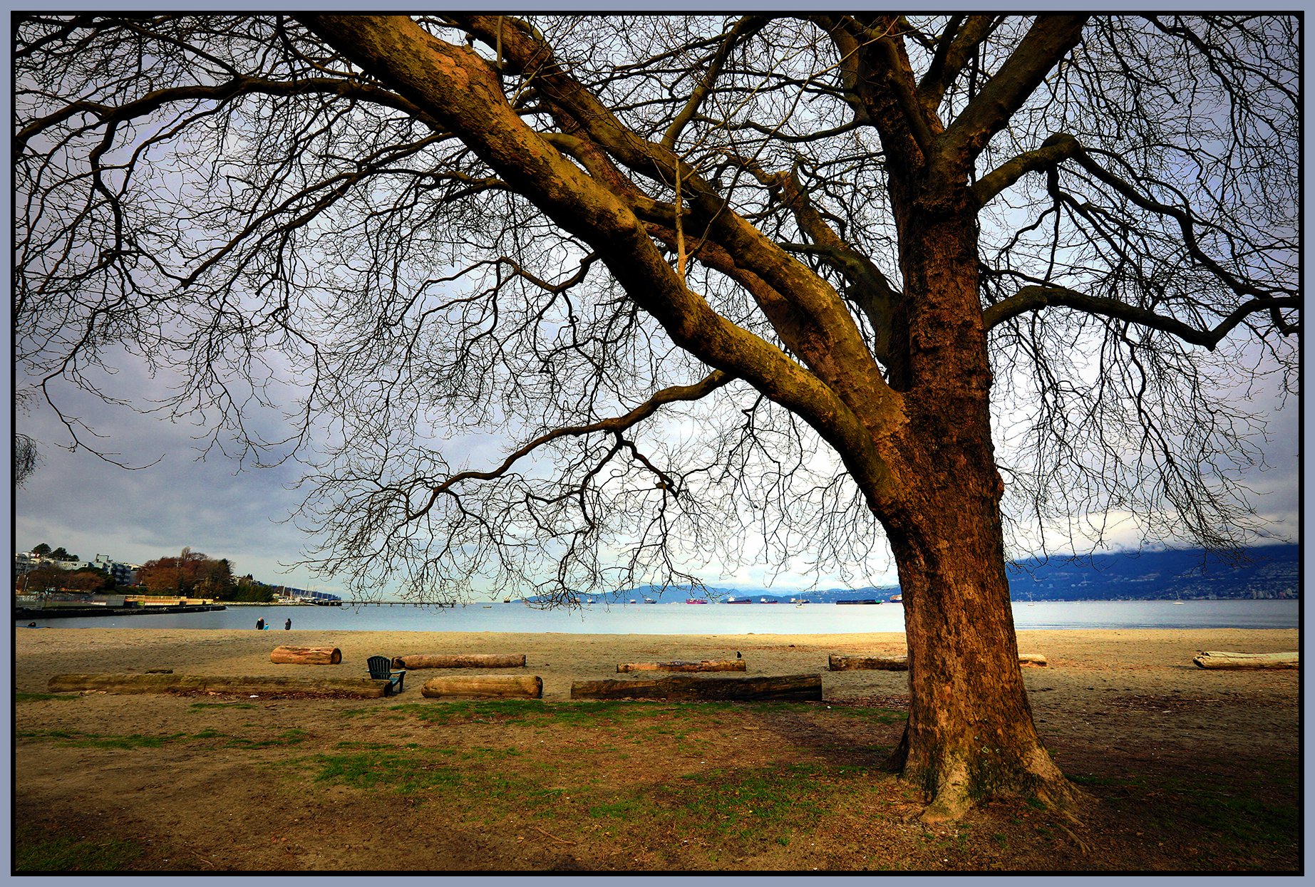 Kits Beach Tree_Mar 20_2022_HDR_5B0777_peDrkImpct_CPBrtn_4x6s.jpg