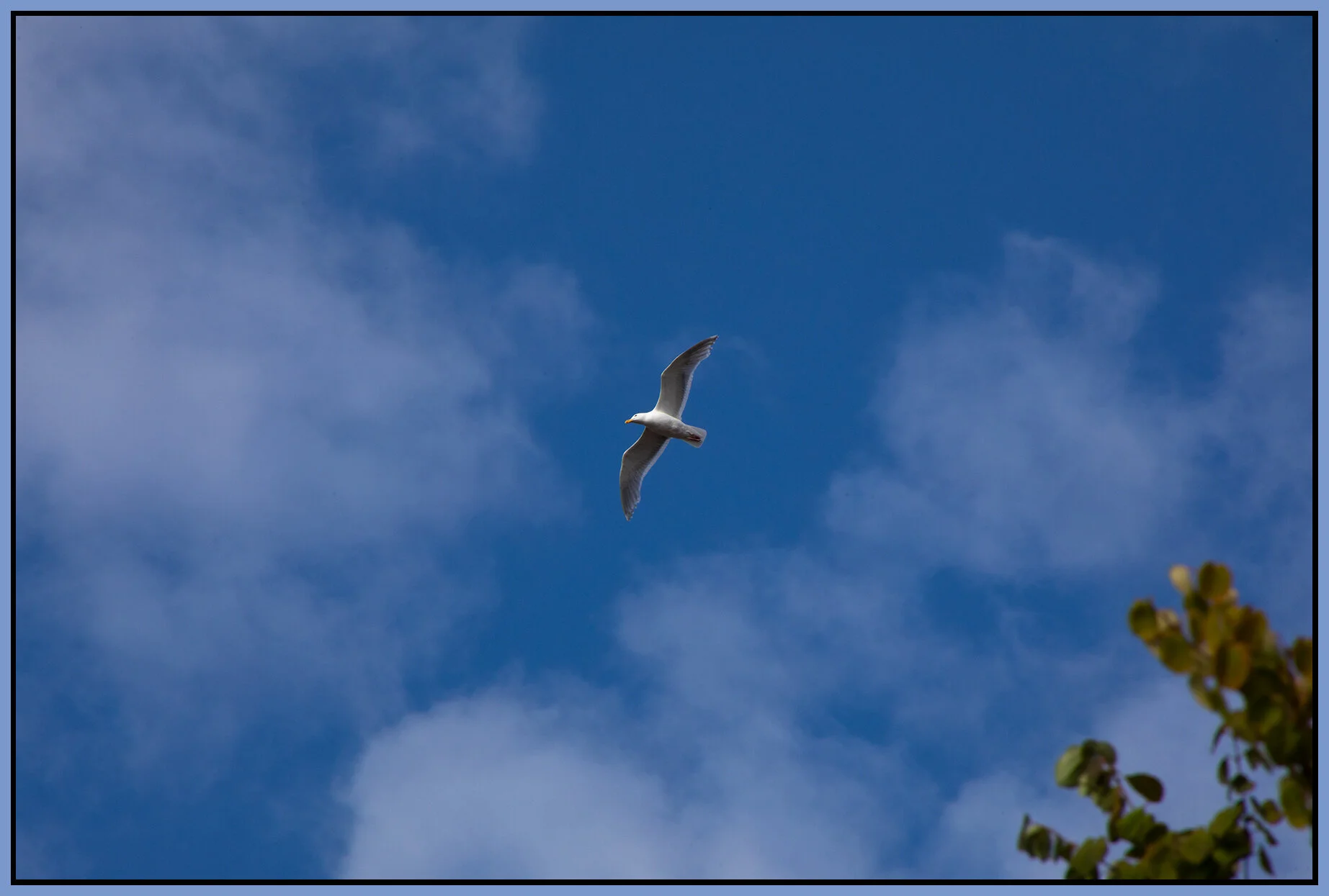 Seagull_Jul 15_2021_CR2_4G0412_4x6s.jpg