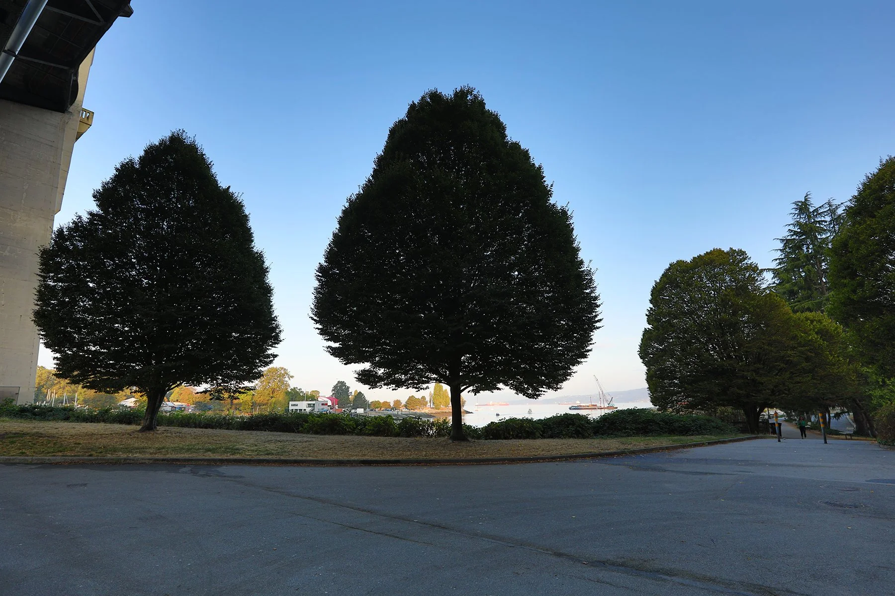 English Bay Trees_Oct 5_2022_HDR_5C0638_4x6.jpg