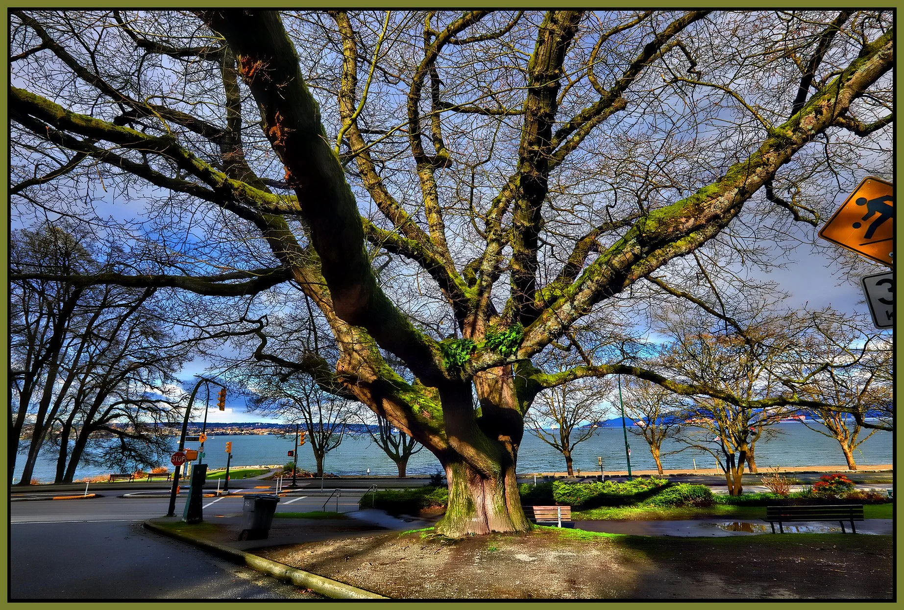English Bay Tree_Apr 5_2022_HDR_5B1328_peHdr2013_1_4x6s.jpg