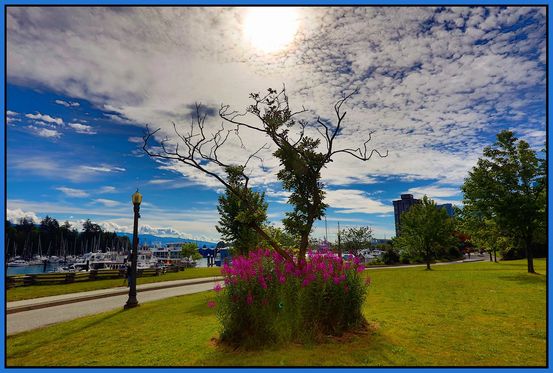Devonian Park Tree_Jun 29_2024_HDR_4J1864_pePop_4x6s.jpg