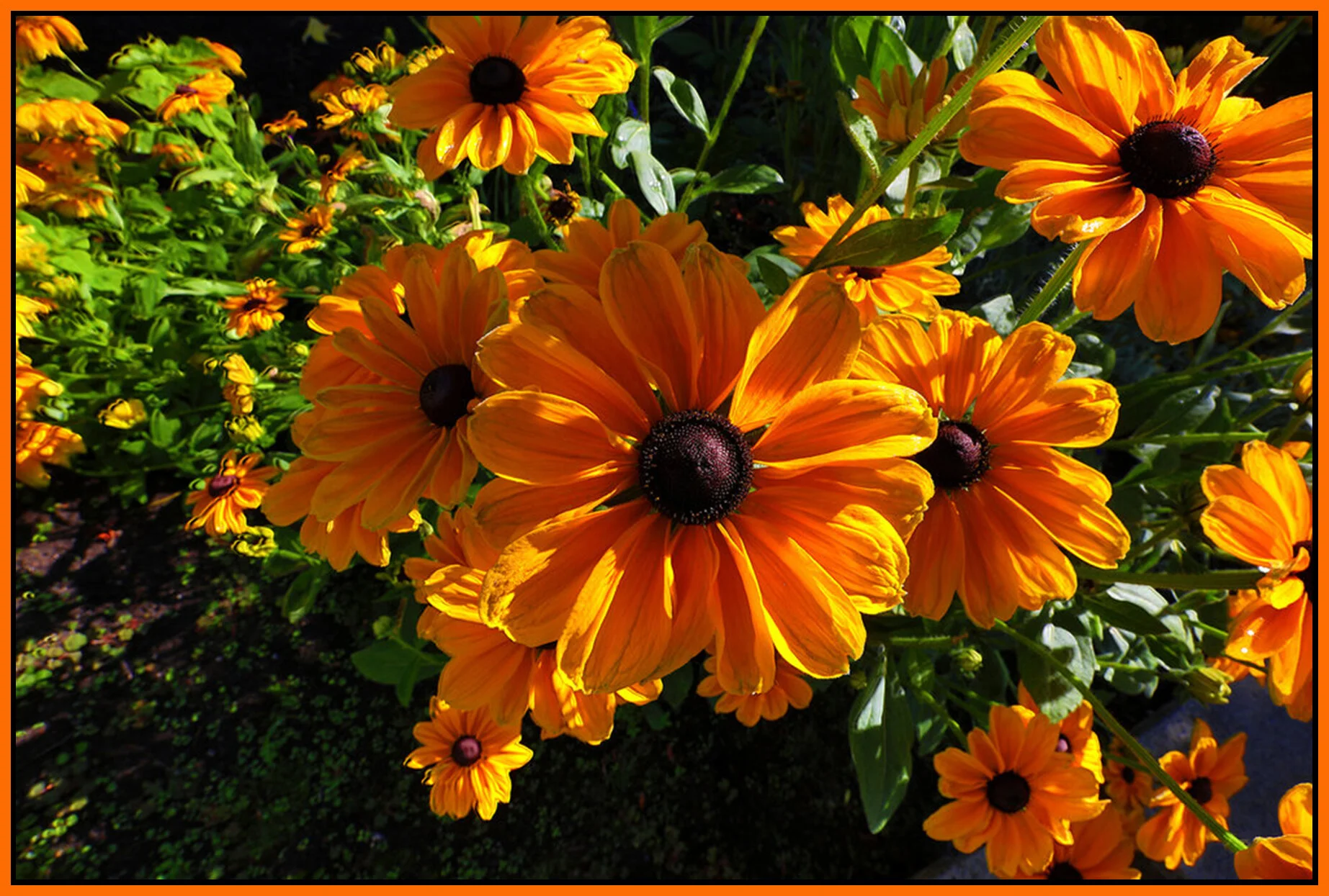 Flowers Rubicana_Jul 13_2020_HDR_4F2756_peVibr_4x6s.jpg