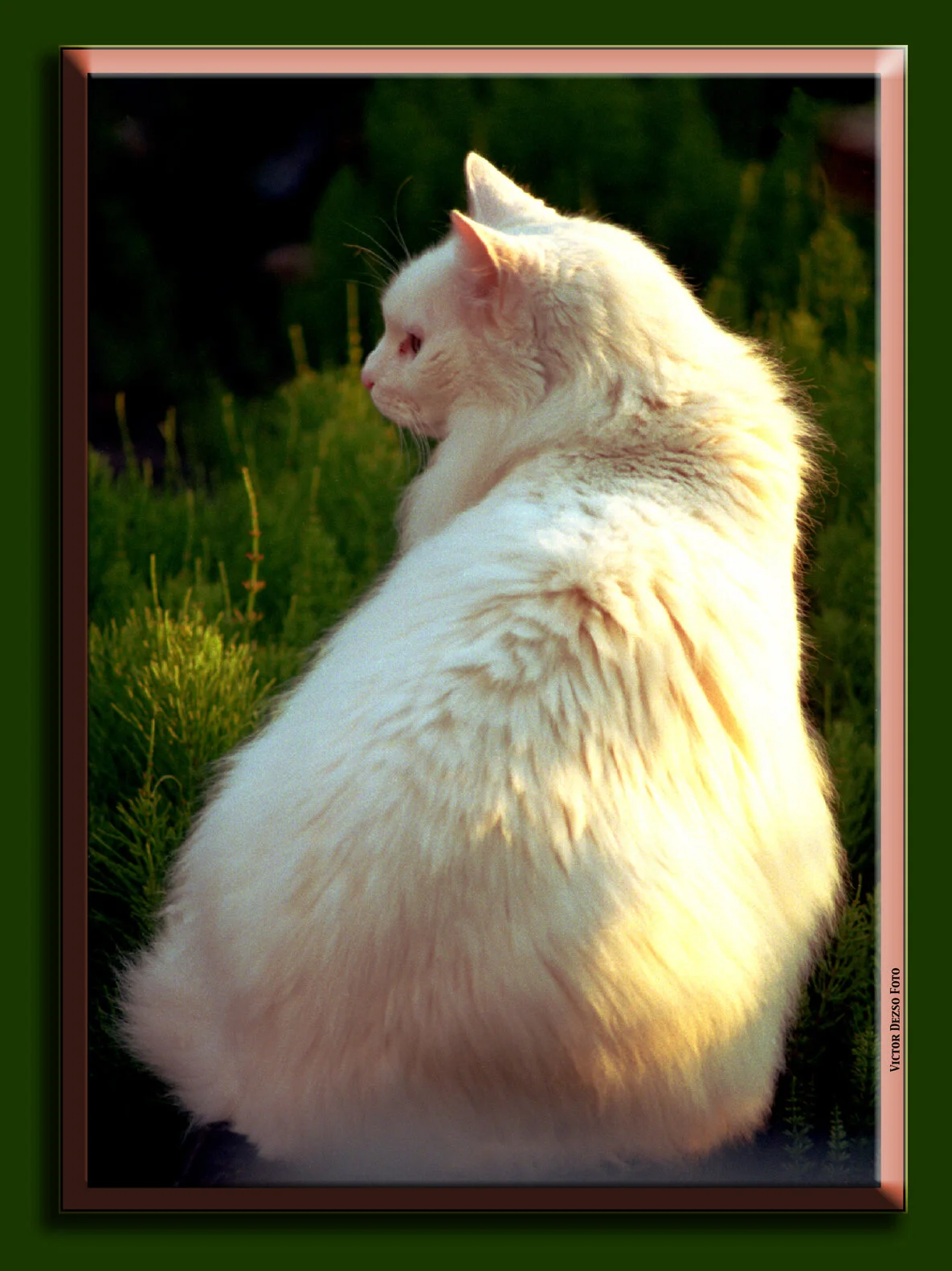 Beau Chubby_4x6s.jpg