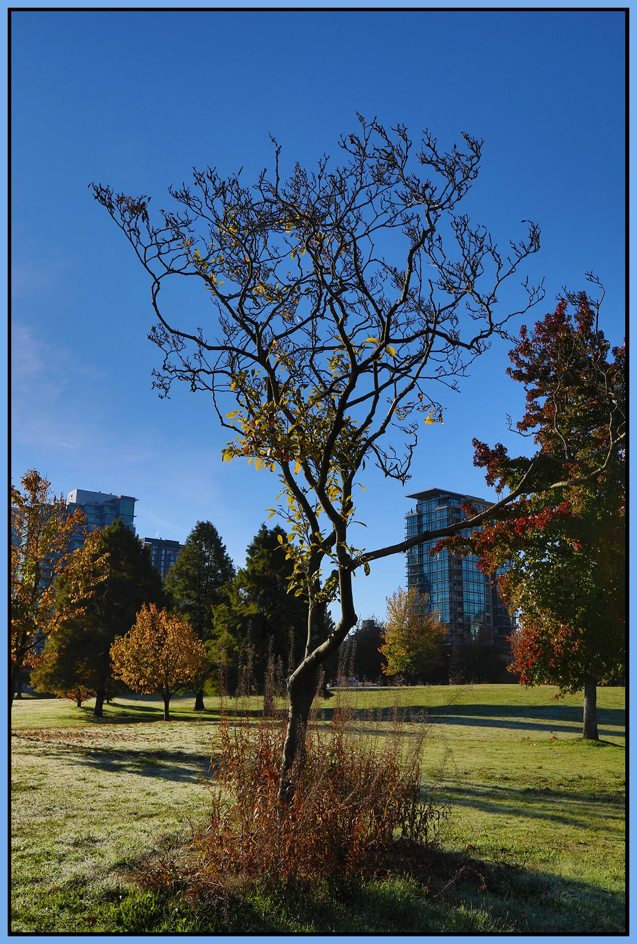 Stanley Pk Tree_Oct 17_2018_HDR_D8924_4x6s.jpg