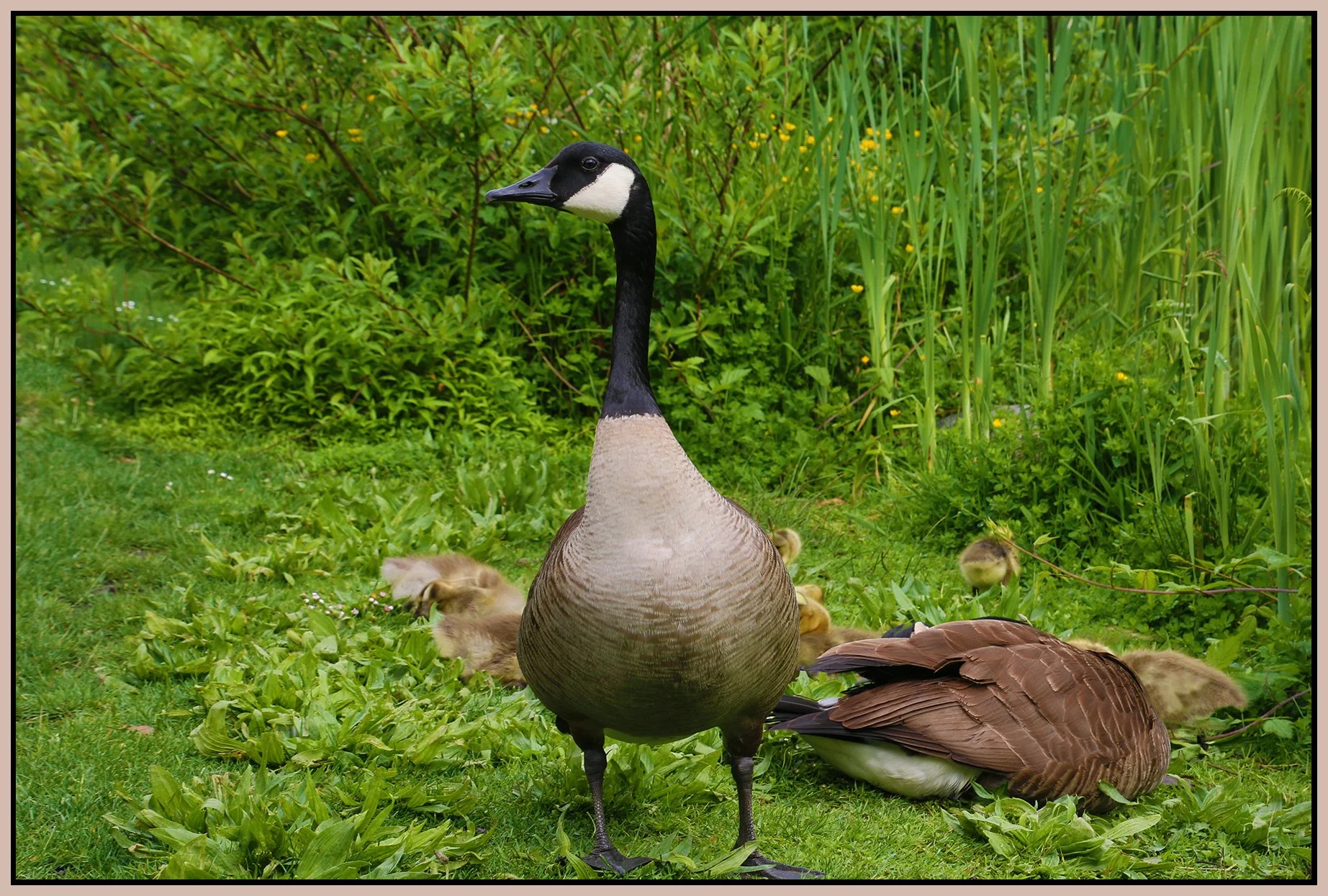 Geese on Granville Island_May 14_2020_HDR_3B6336_4x6s.jpg