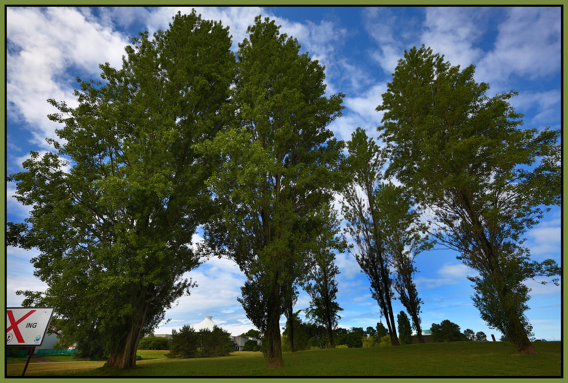 Vanier Pk Trees_Jun 2_2016_HDR_K6773_4x6s.jpg