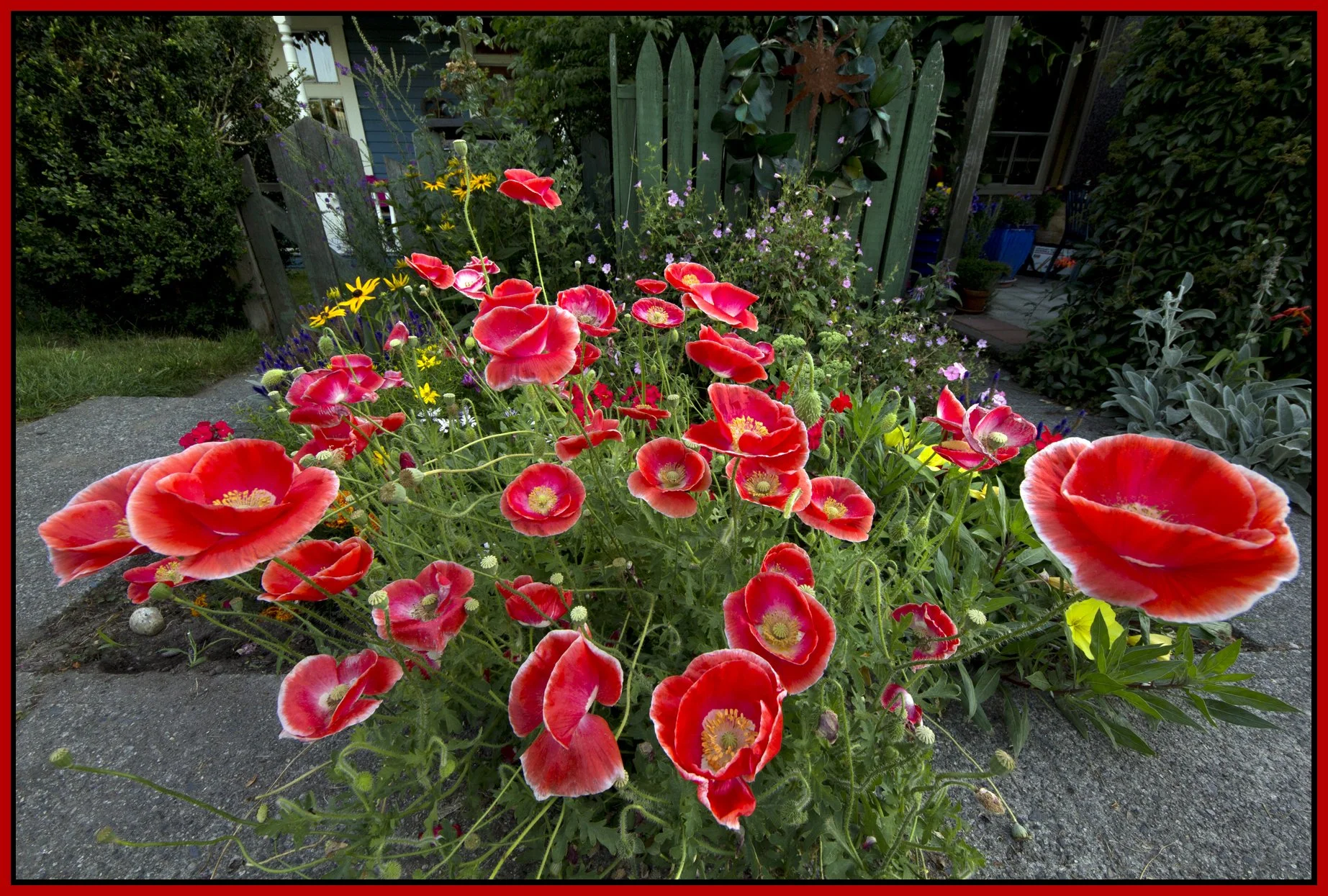 Flowers_Poppies_Jul 30_2011_5259_4x6s.jpg